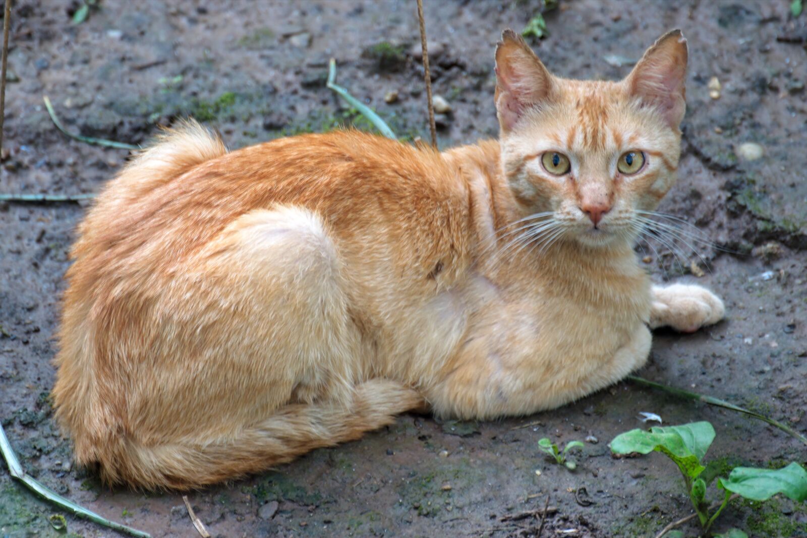 Nikon D5300 sample photo. Cat, pet, feline photography