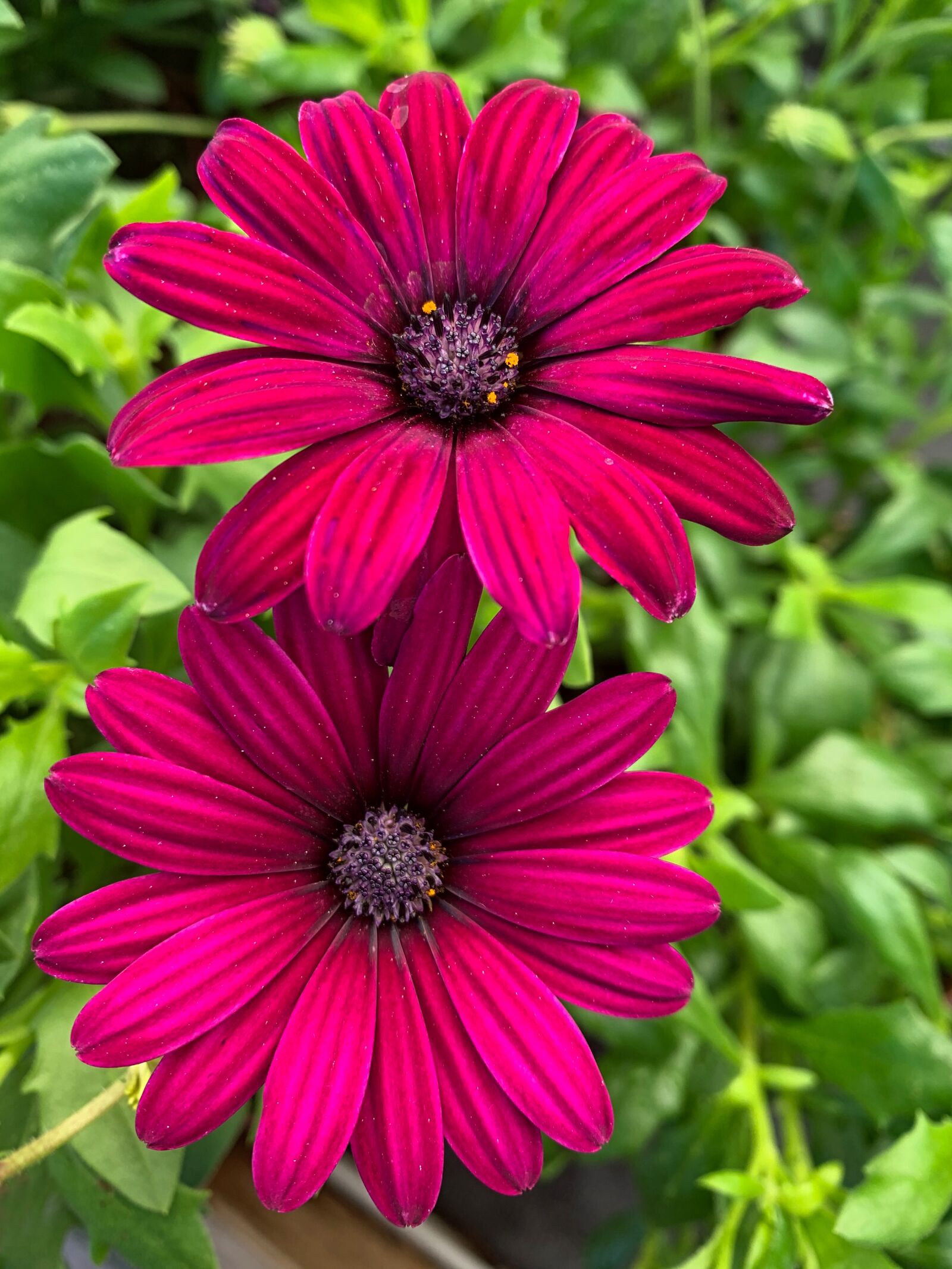Apple iPhone XR sample photo. Flower, petals, floral photography