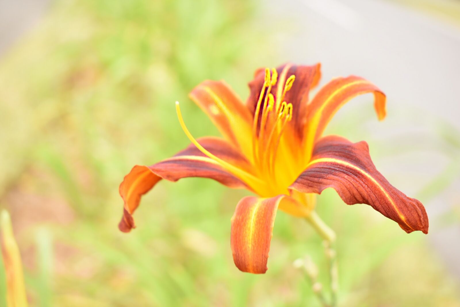 Nikon D3400 sample photo. Flower, nature, spring photography