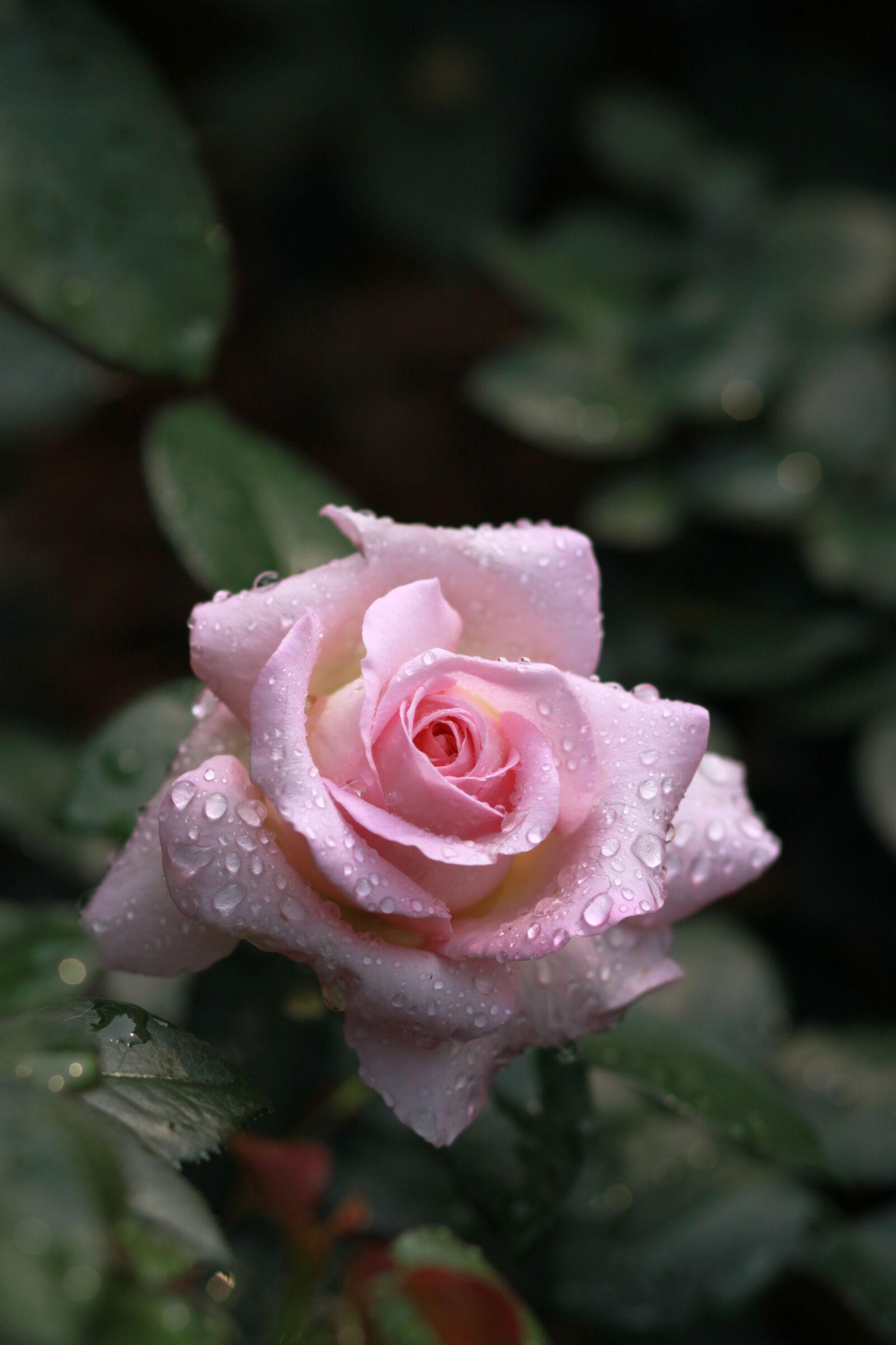 Canon EOS 500D (EOS Rebel T1i / EOS Kiss X3) sample photo. Flowers, nature, plants photography
