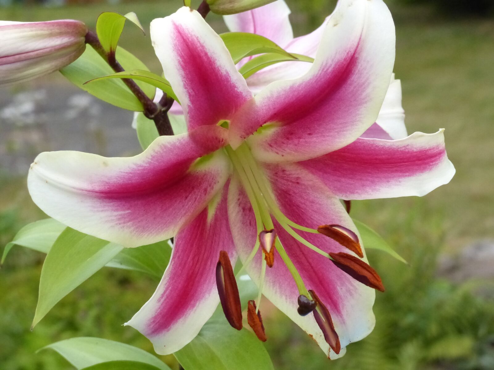 Panasonic Lumix DMC-FZ200 sample photo. Lily, pink, white photography
