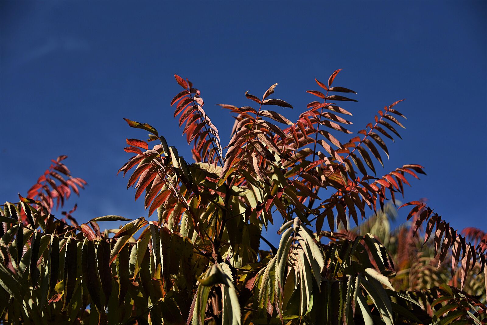 Nikon D750 sample photo. Leaves, sky, autumn photography