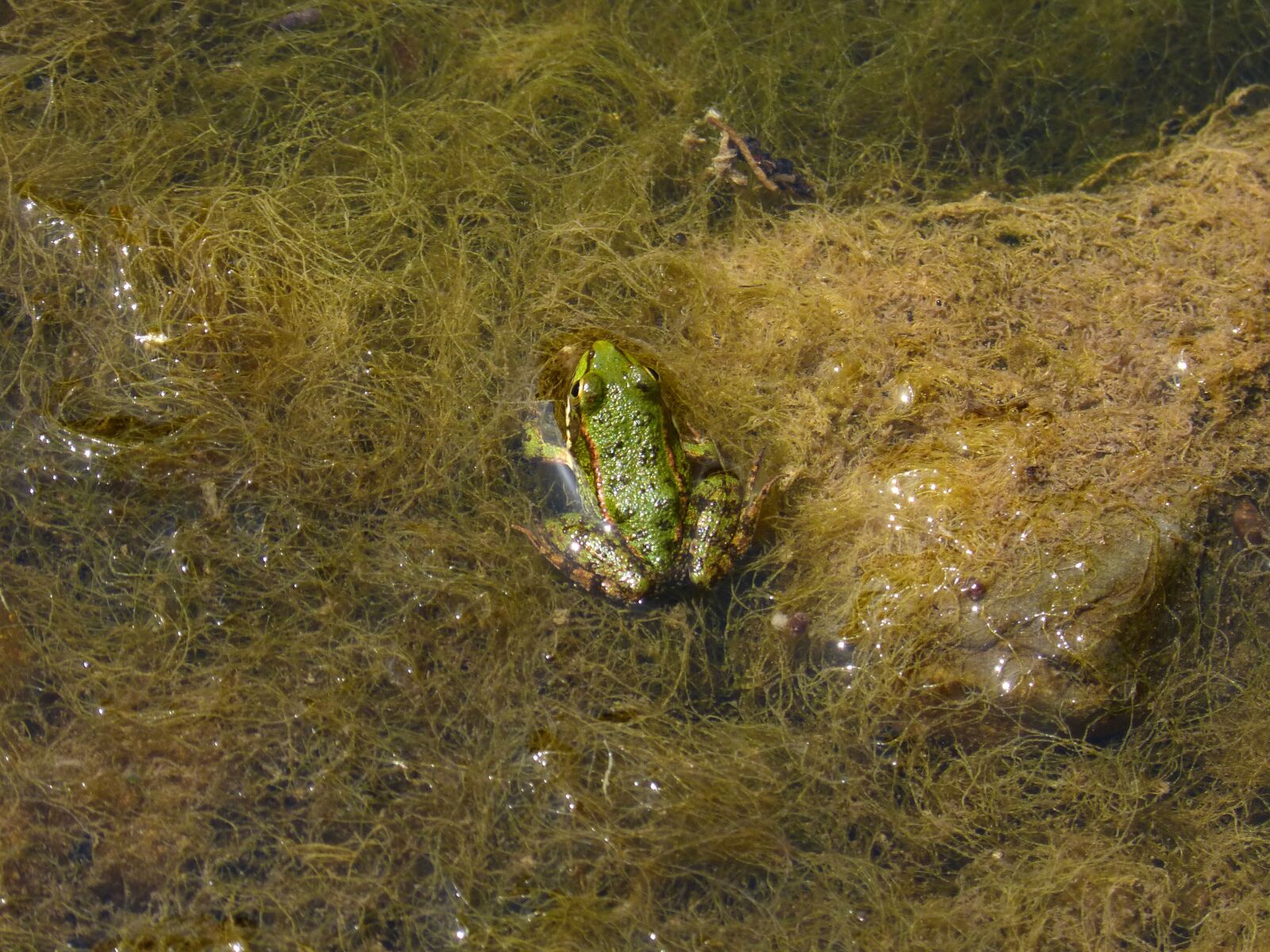 Panasonic DMC-FZ62 sample photo. Frog, algae, river photography
