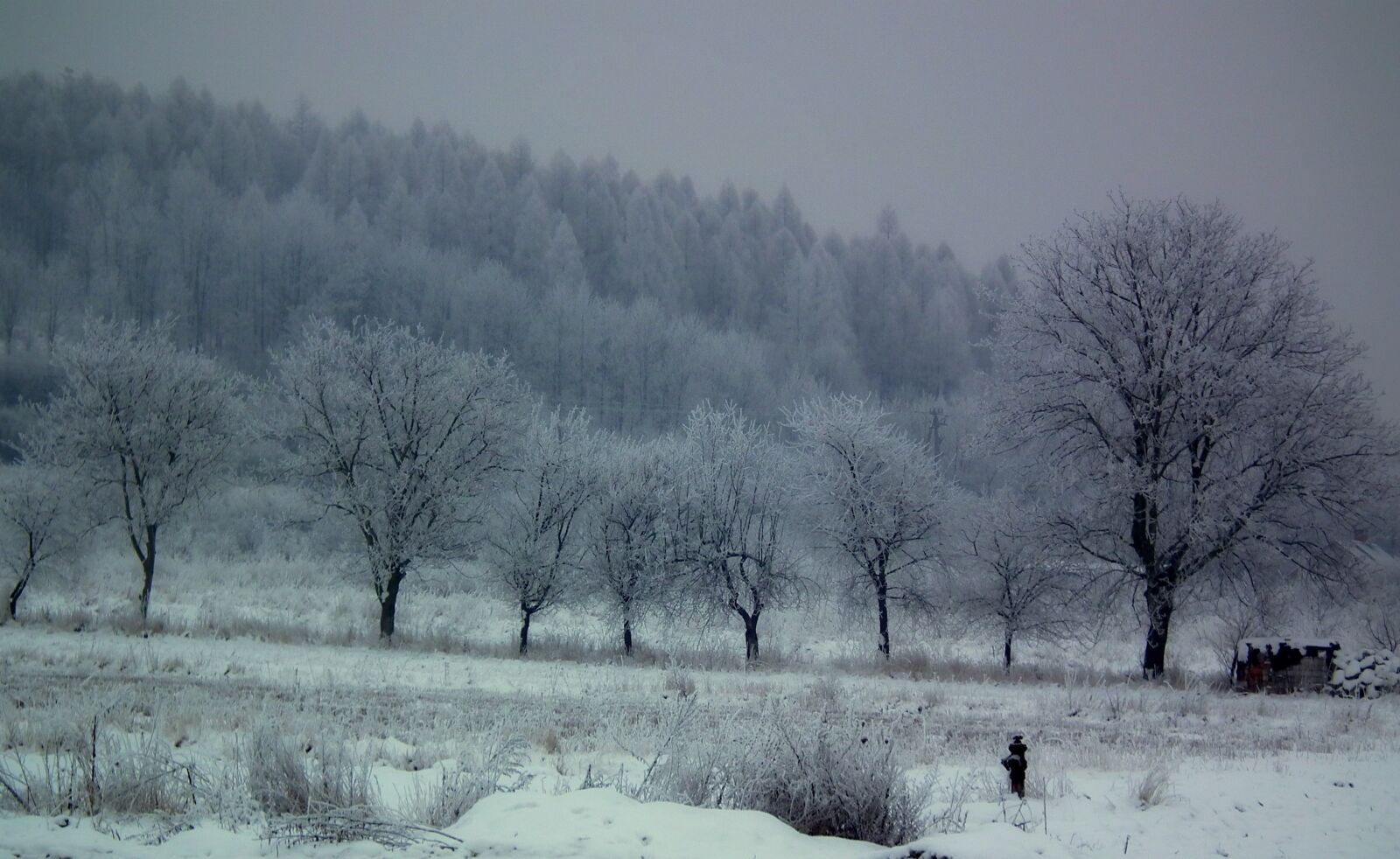 FujiFilm FinePix HS10 (FinePix HS11) sample photo. Winter, tree, snow photography