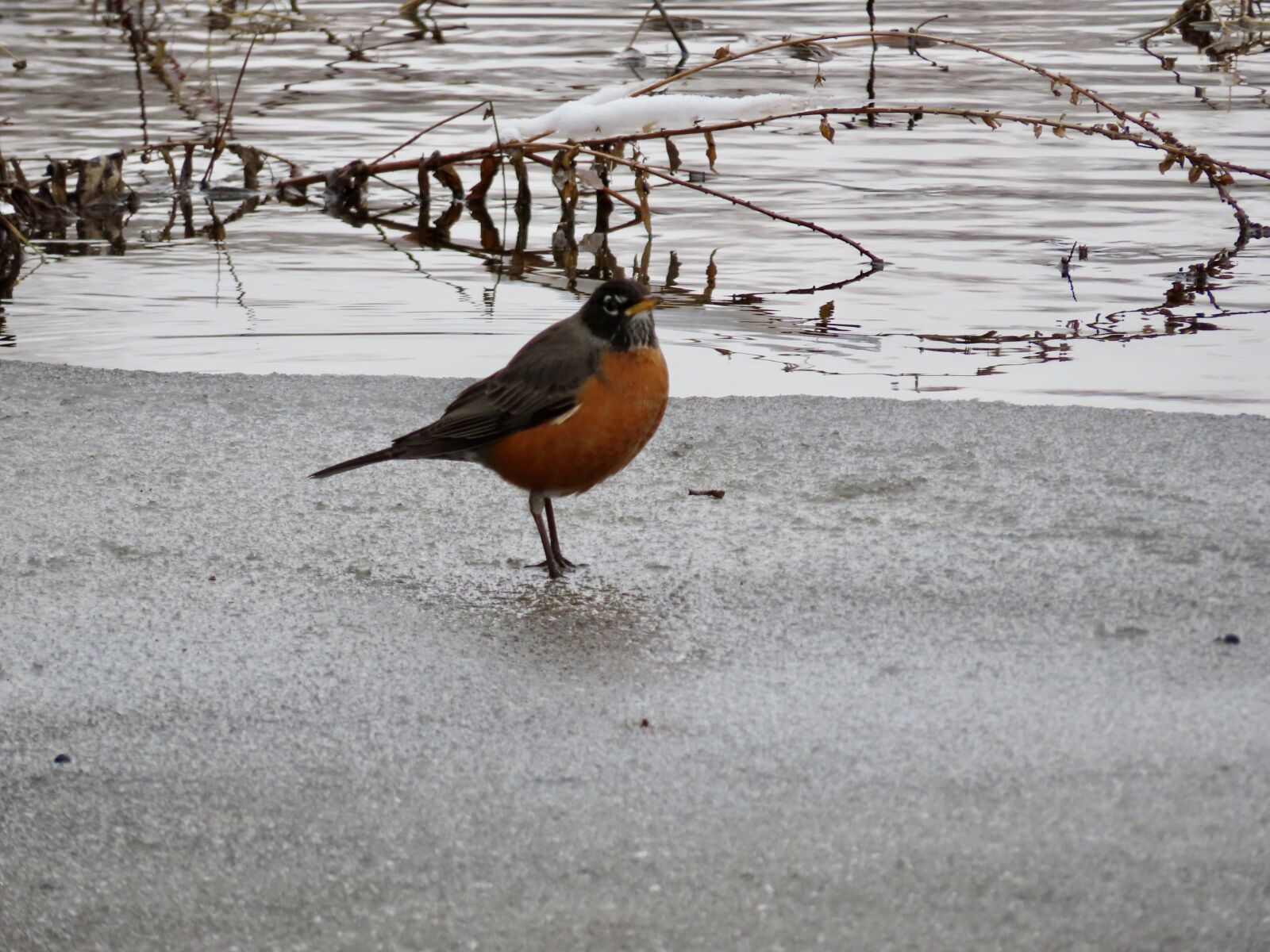 Canon PowerShot SX740 HS sample photo