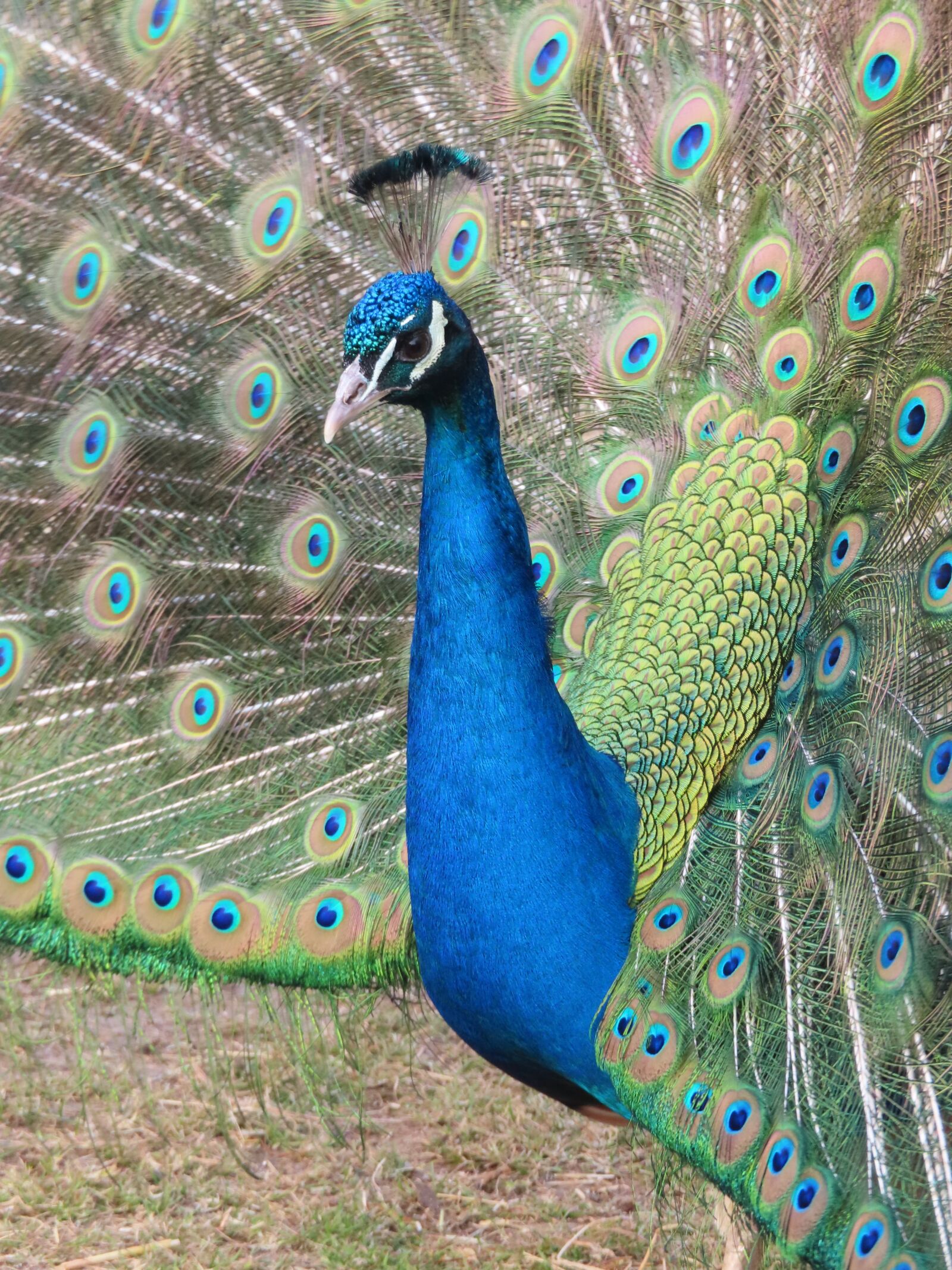 Canon PowerShot SX740 HS sample photo. Peacock, keukenhof, spring photography