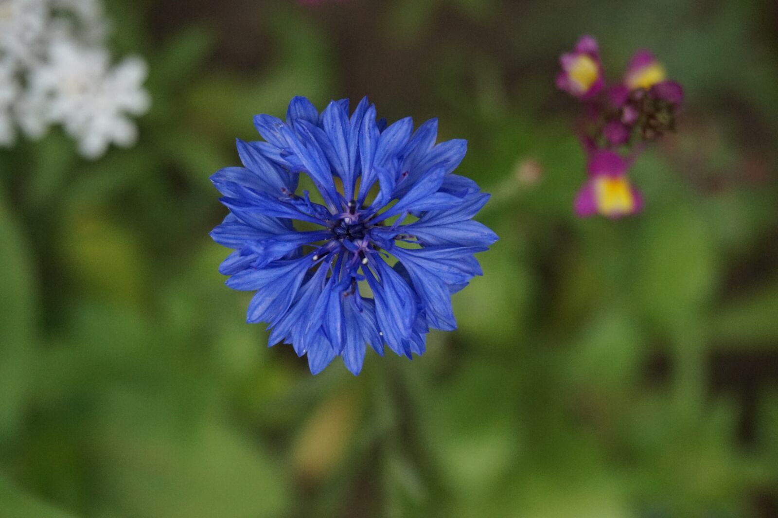 Sony Alpha a5000 (ILCE 5000) sample photo. Nature, flower, plant photography
