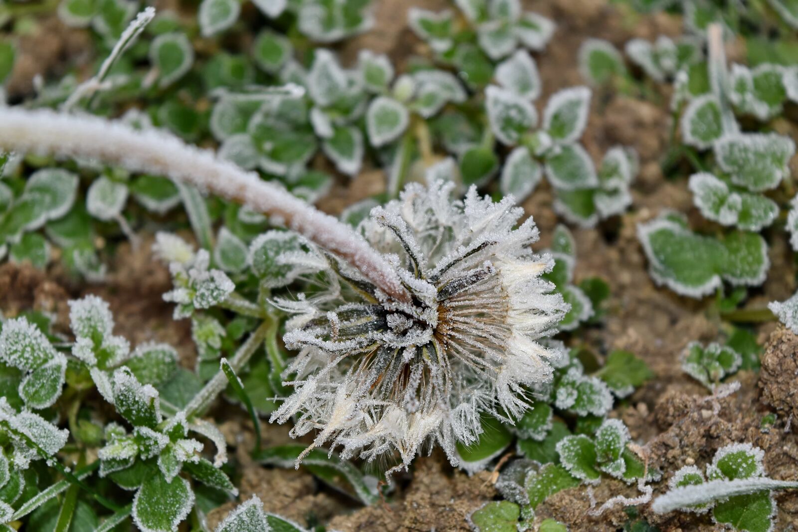Nikon D5500 sample photo. Cold, dandelion, frost, frozen photography