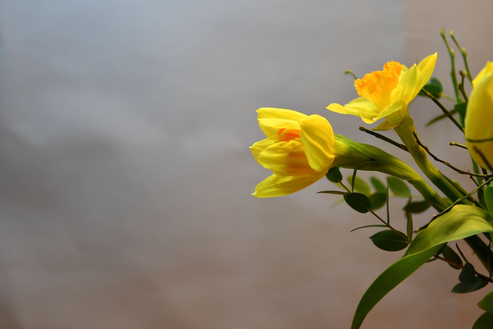 Nikon D5 sample photo. Flower, vernal, flora photography