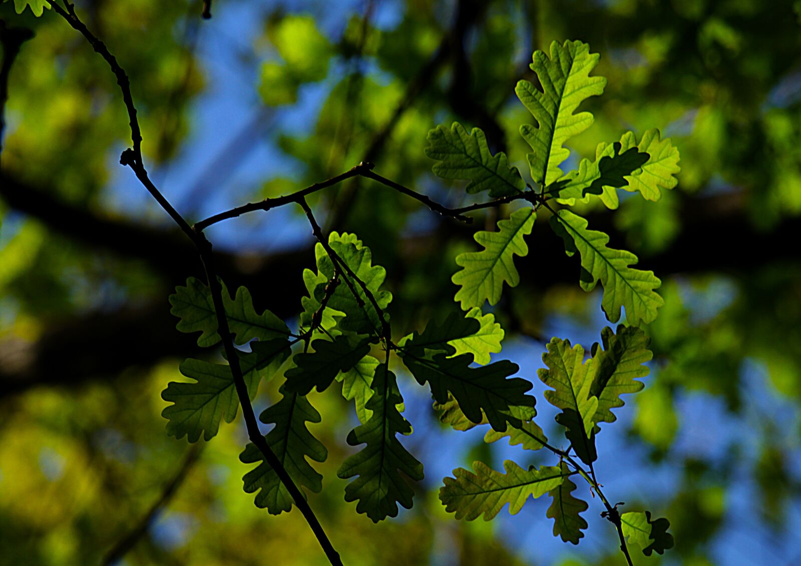 Canon EOS 1200D (EOS Rebel T5 / EOS Kiss X70 / EOS Hi) + Canon EF-S 55-250mm F4-5.6 IS STM sample photo. Tree, oak, leaves photography