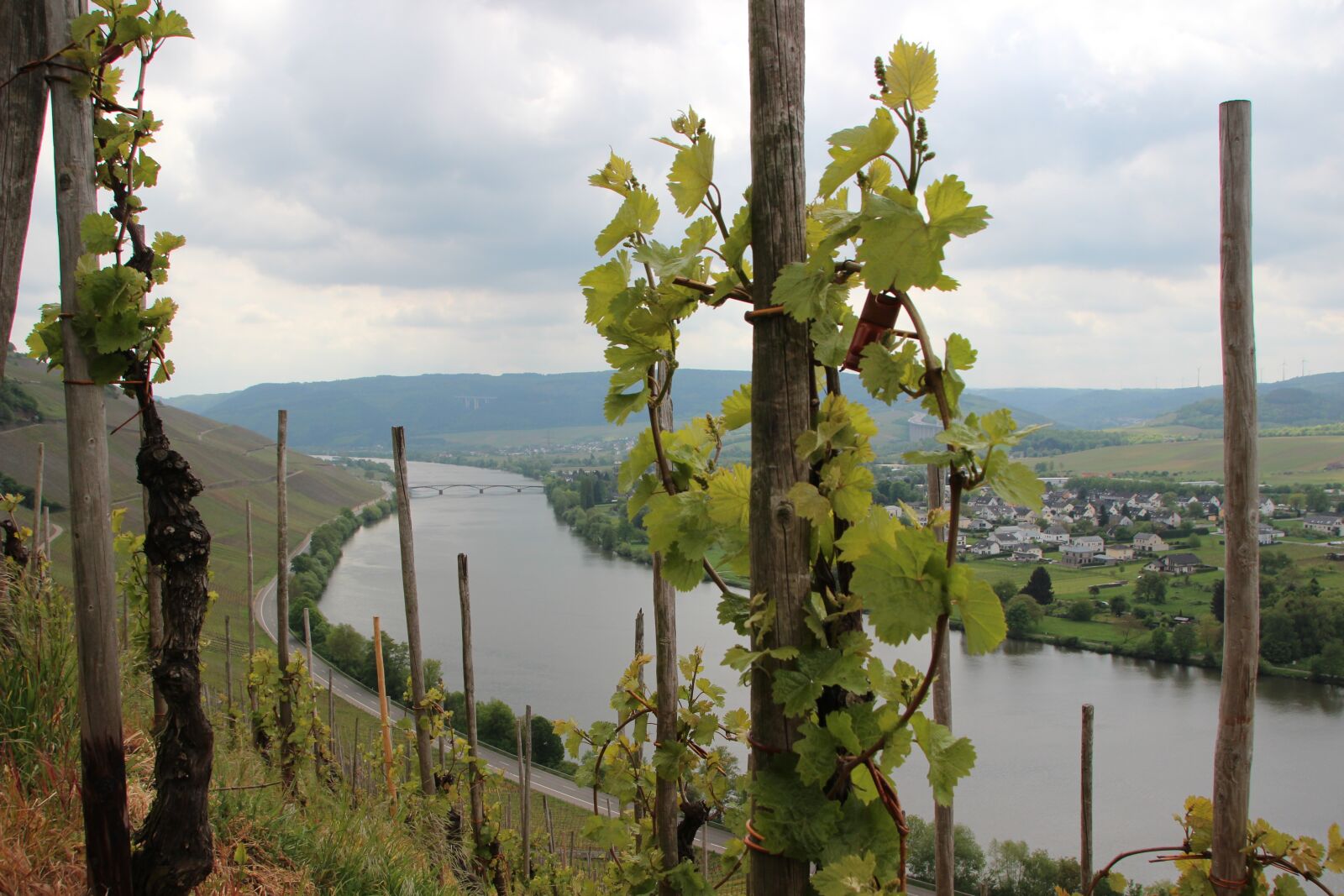 Canon EOS 600D (Rebel EOS T3i / EOS Kiss X5) sample photo. Mosel, vineyard, sachsen photography