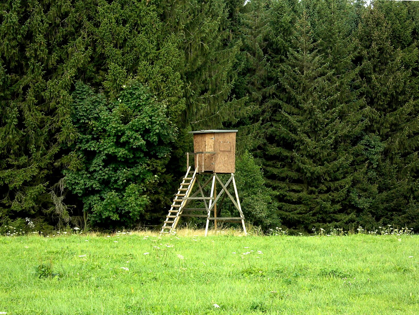 MEDION MD86824 sample photo. Pulpit, forest, edge of photography