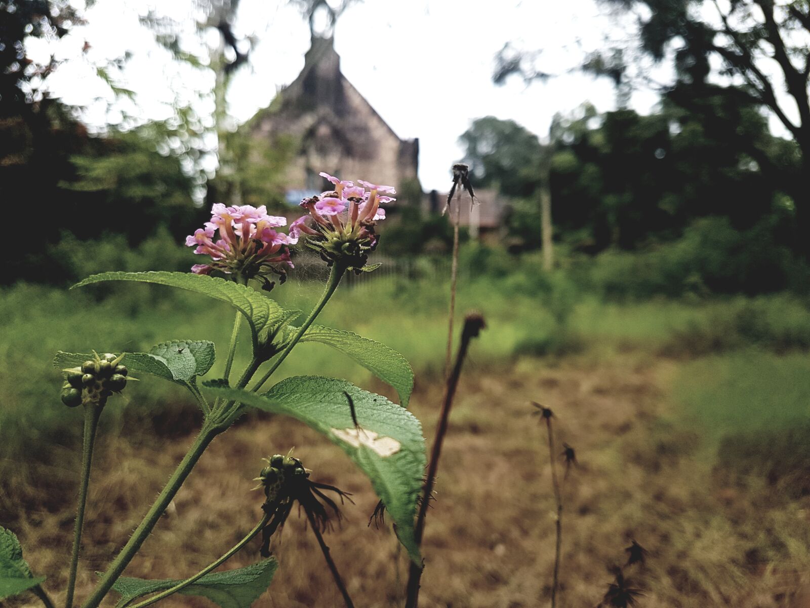 Samsung Galaxy S7 Edge sample photo