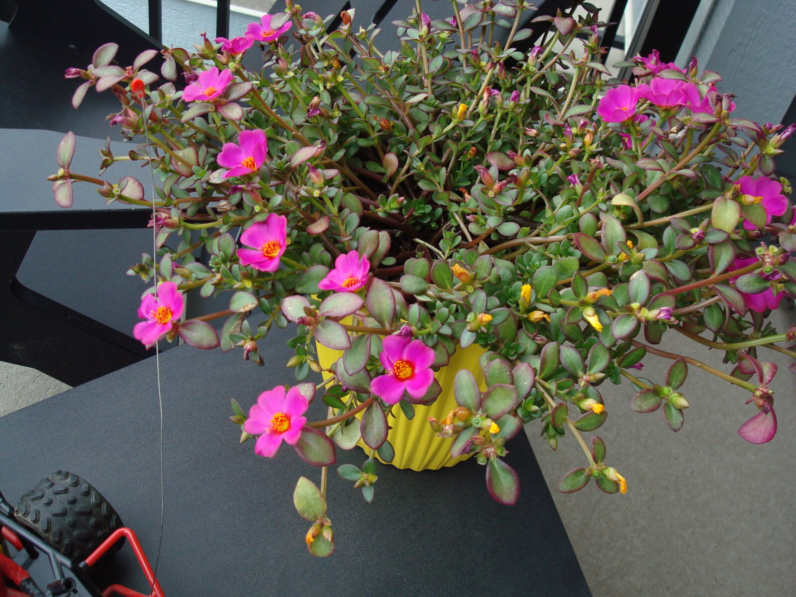 Sony DSC-W80 sample photo