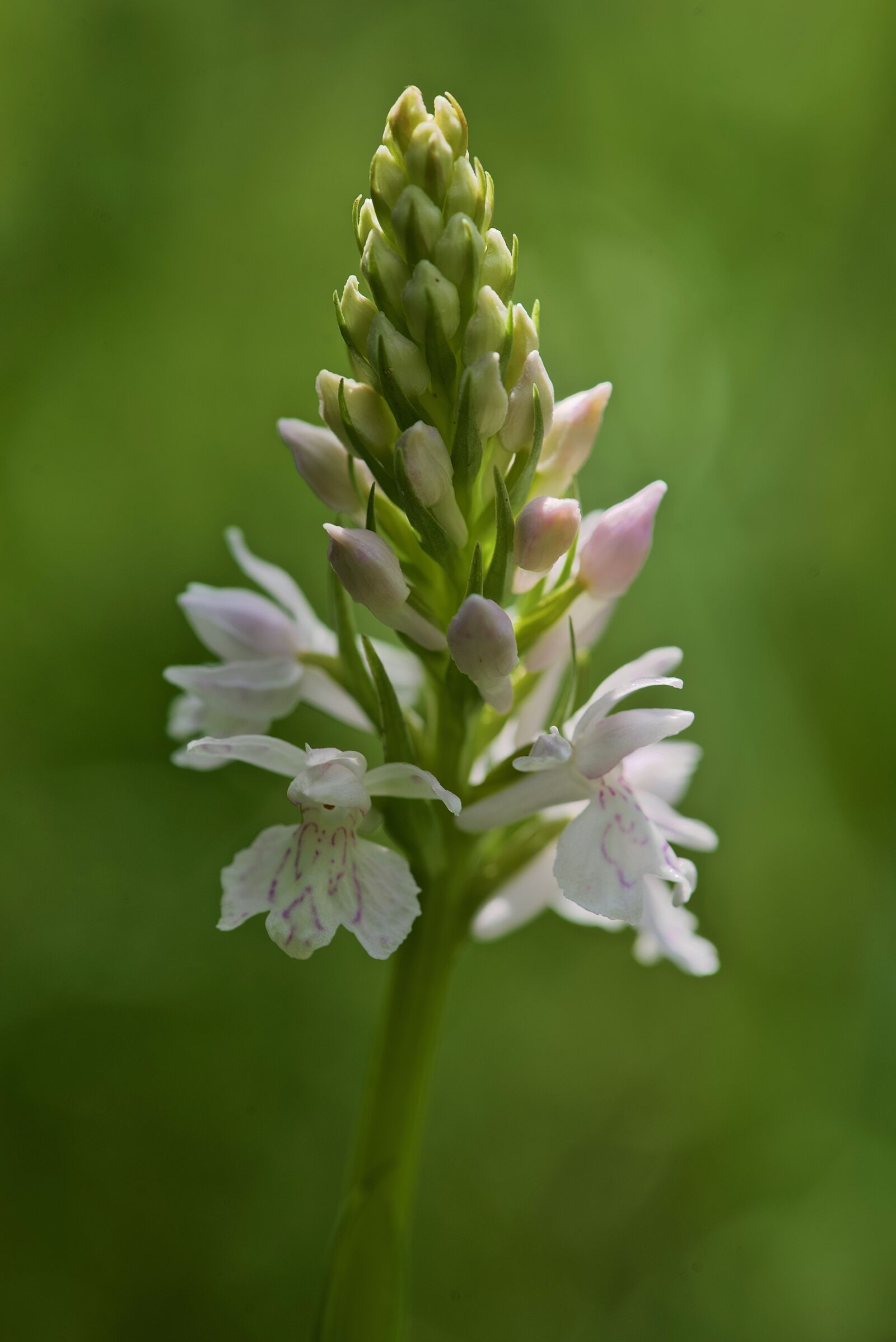 Nikon D750 sample photo. Orchids, dactylorhiza maculata, flower photography