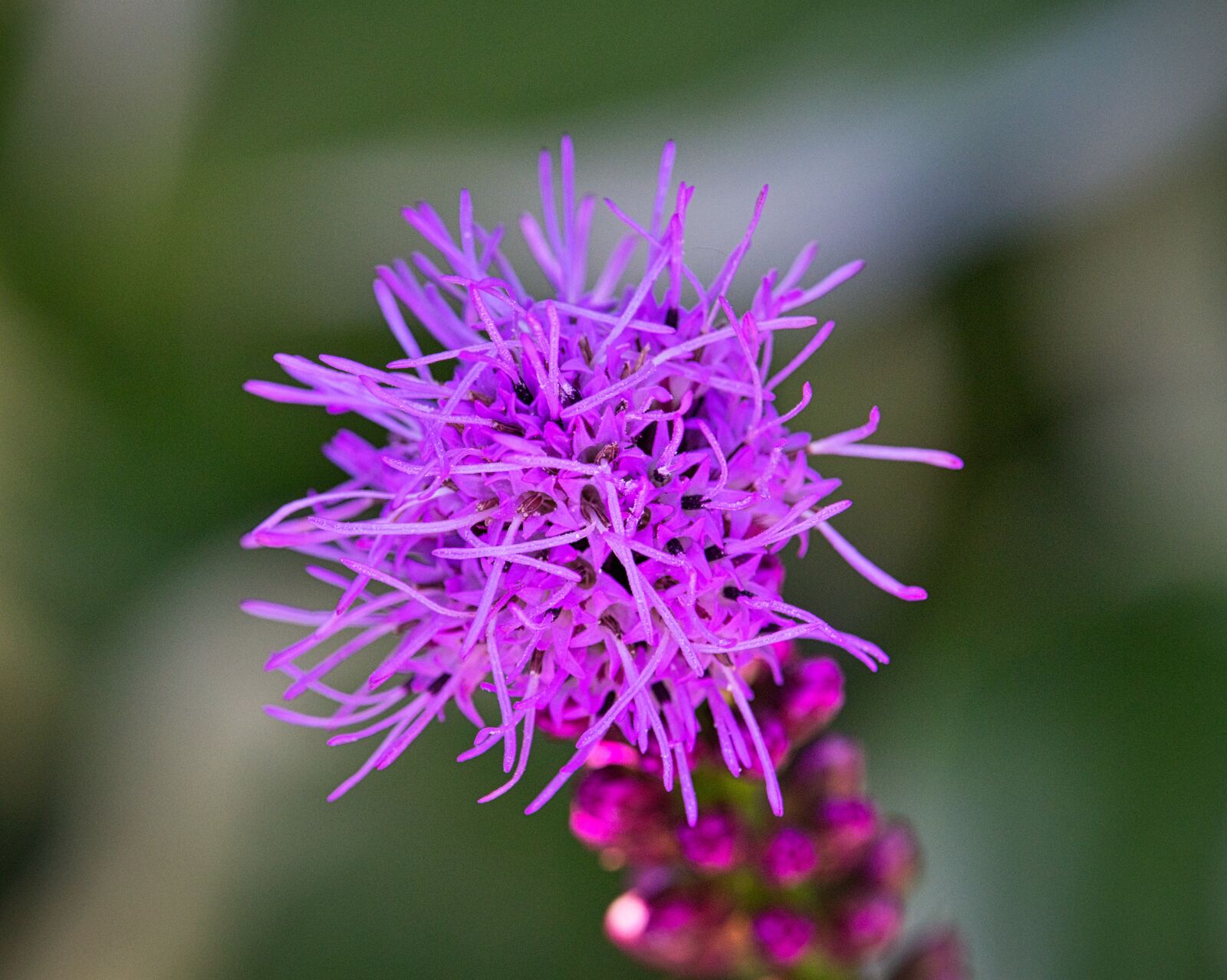 Canon EOS 200D (EOS Rebel SL2 / EOS Kiss X9) sample photo. Splendor notch, bright, purple photography