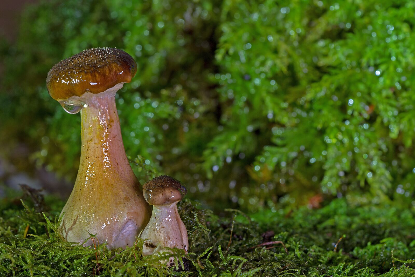 Canon EOS 7D sample photo. Mushroom, mushroom couple, mushrooms photography