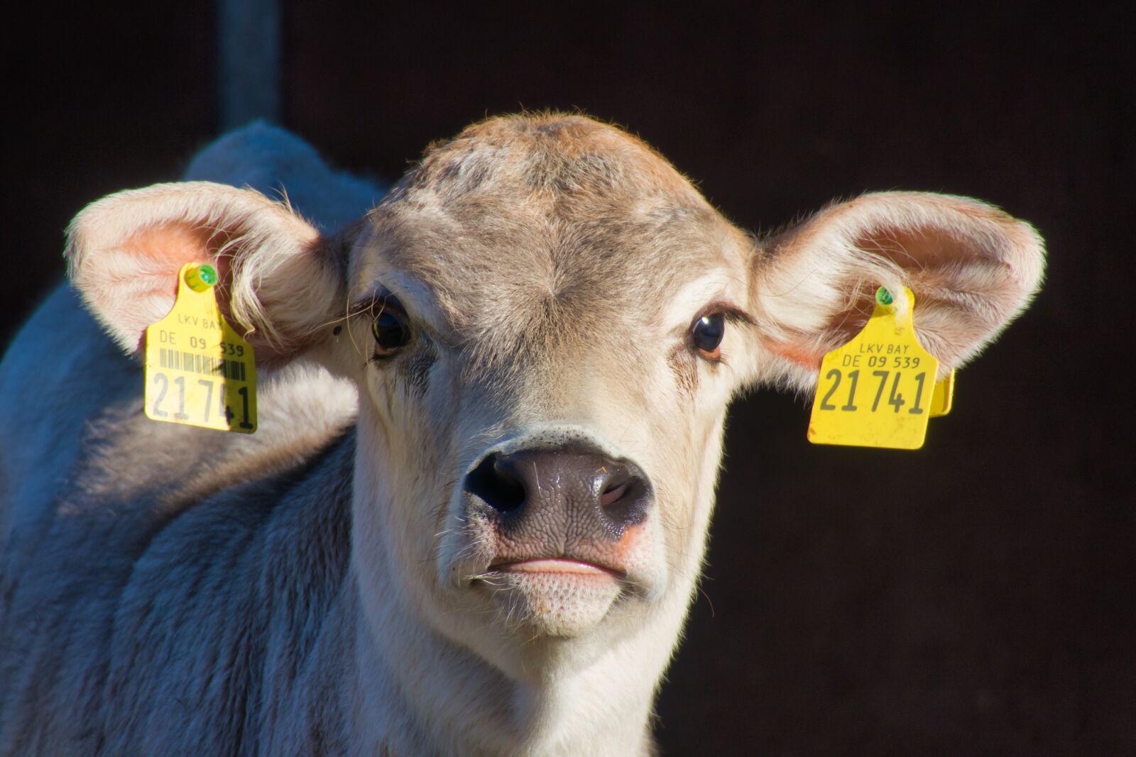 Canon PowerShot G3 X sample photo. Calf, calf's head, ears photography