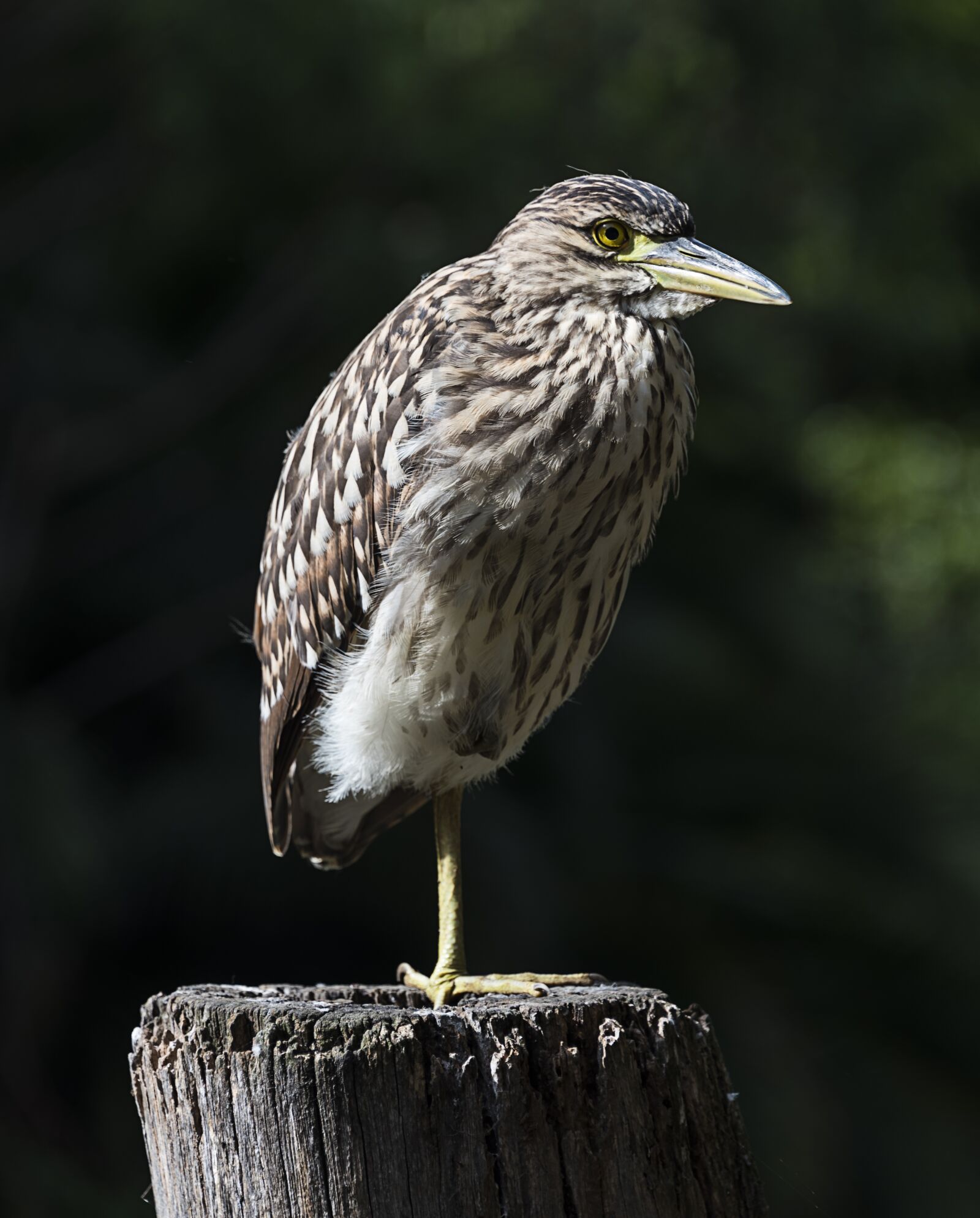 Nikon D750 sample photo. One leg, birds, nature photography