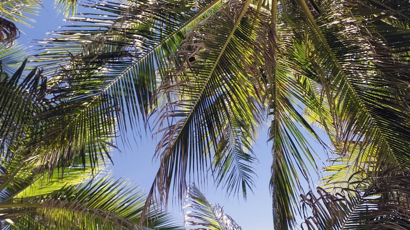 Samsung Galaxy A9 Pro sample photo. Palm, tree, sky photography
