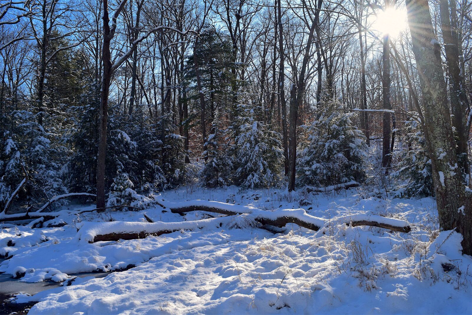 Nikon D3300 sample photo. Winter, snow, forest photography