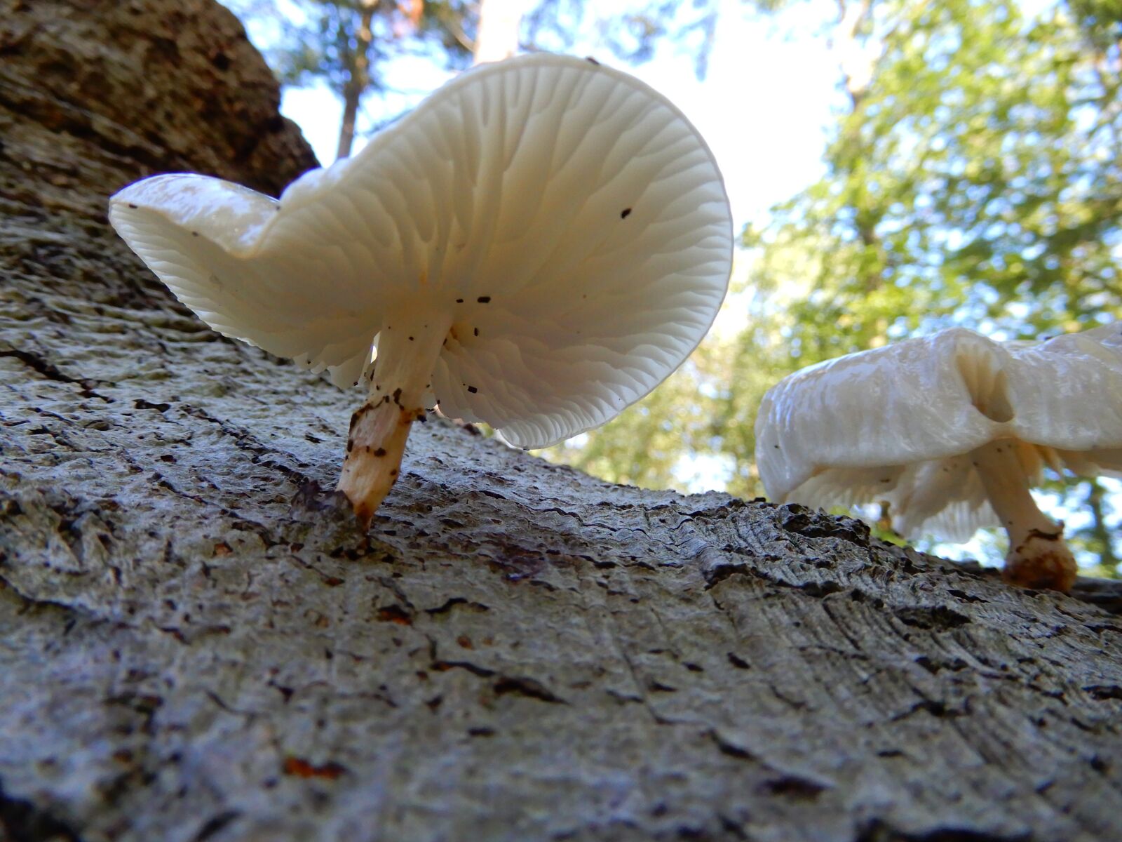 Nikon Coolpix A900 sample photo. Nature, autumn, mushroom photography