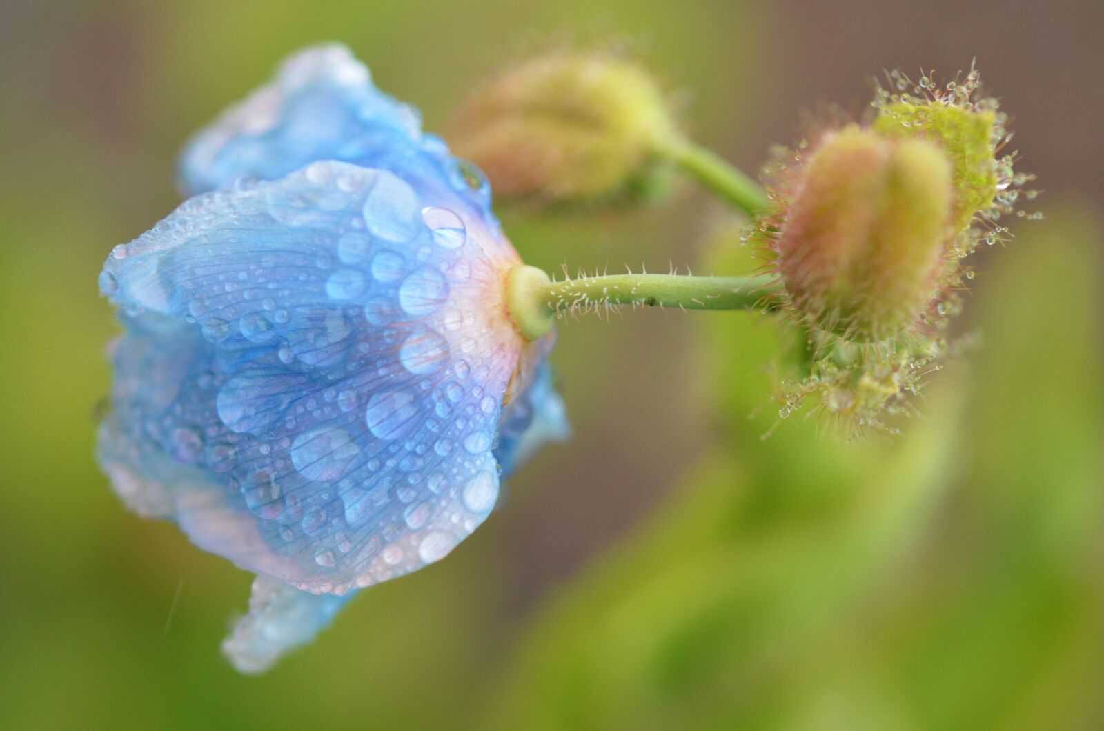 Nikon D7000 sample photo. Flower, natur, floral photography