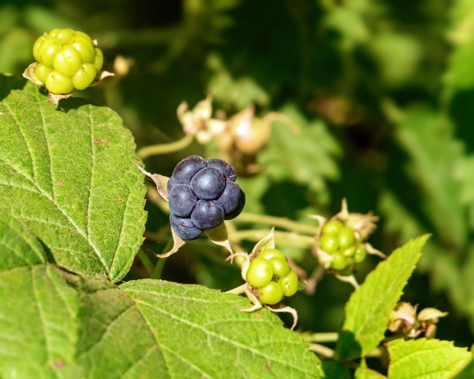 Canon PowerShot G3 X sample photo. Blackberries, bramble, berries photography