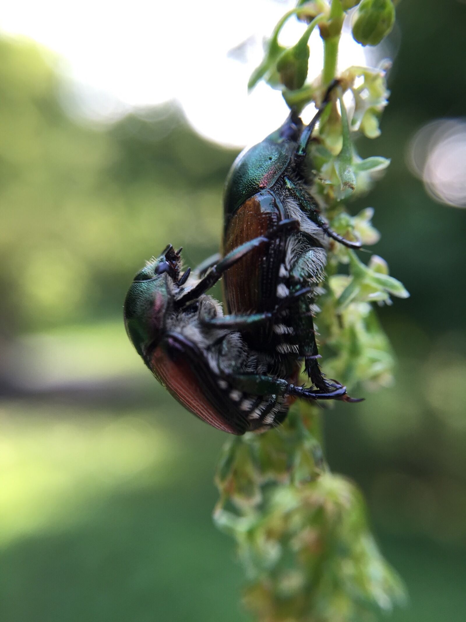 Apple iPhone 6 sample photo. Beetle, love, nature photography