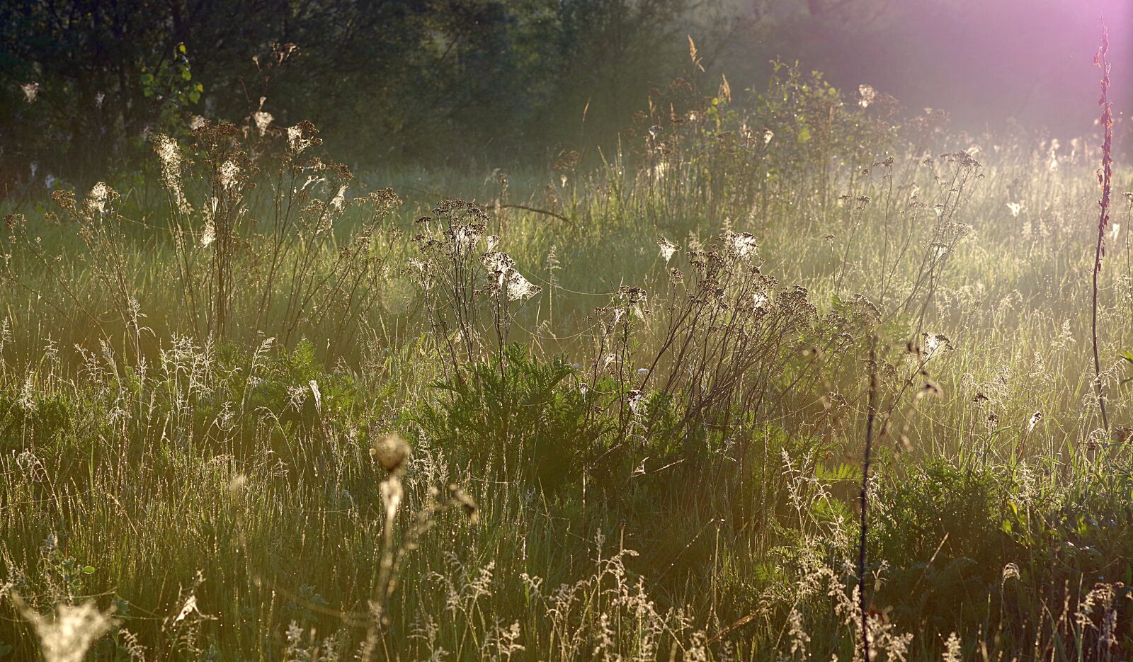Pentax K-S2 sample photo. Grass, cobweb, rosa photography
