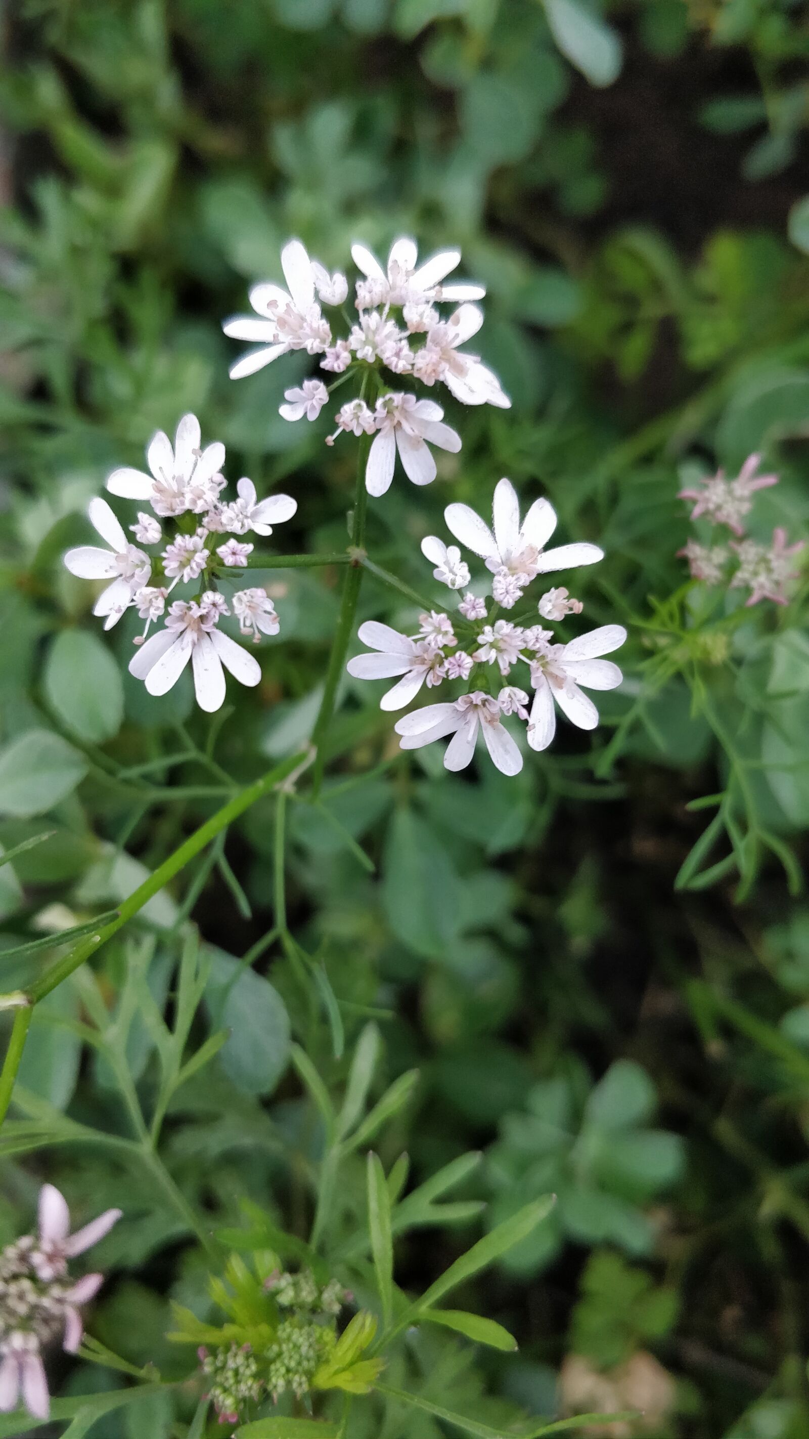 OnePlus 5 sample photo. Fennel flowers, fenugreek, methi photography