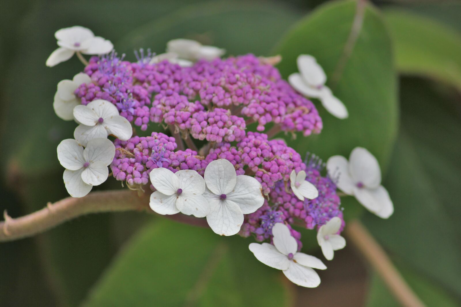 Canon EOS 550D (EOS Rebel T2i / EOS Kiss X4) sample photo. Hydrangea, flower, purple photography
