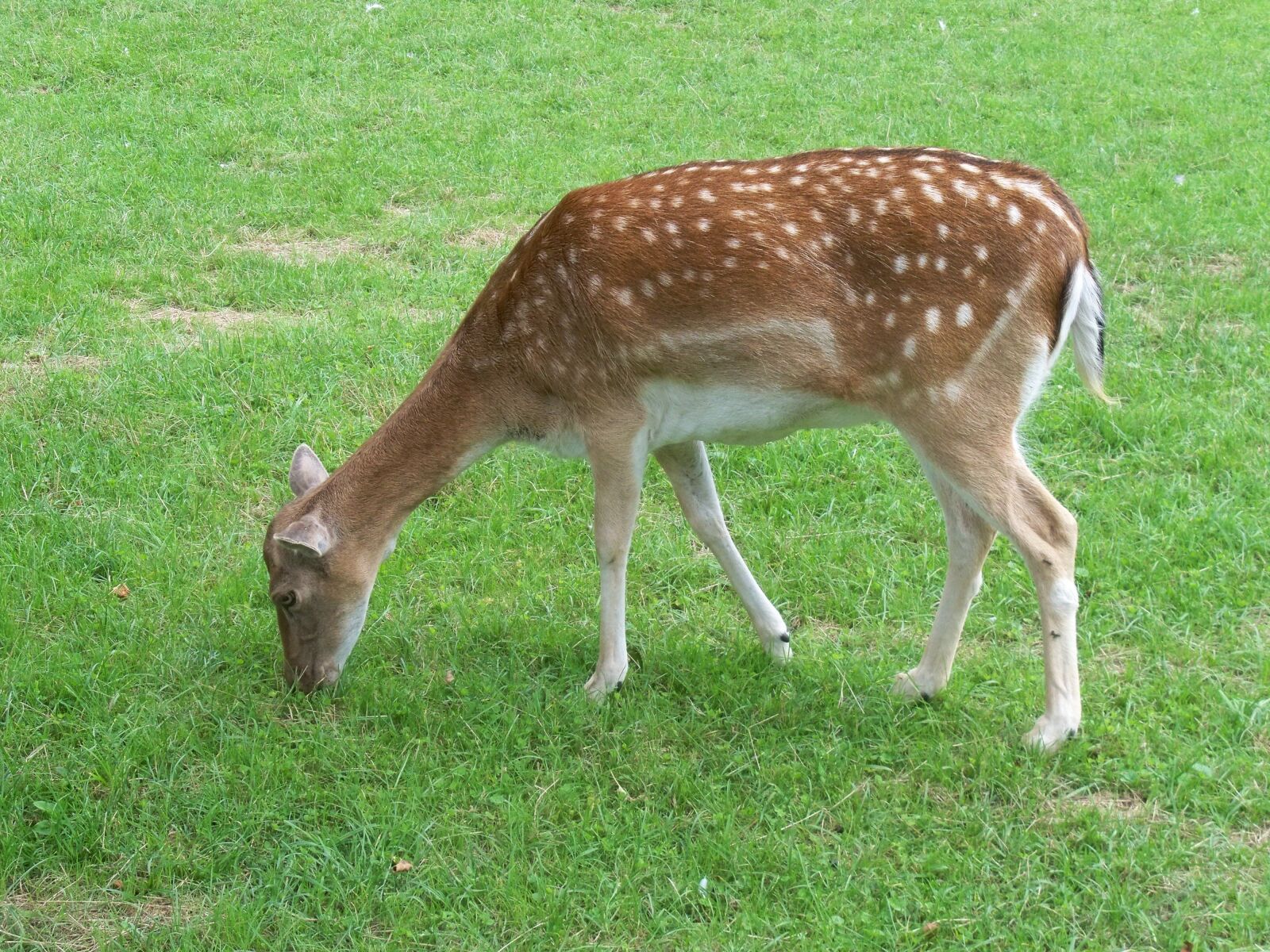 Kodak EASYSHARE Z950 DIGITAL CAMERA sample photo. Roe deer, nature, close photography