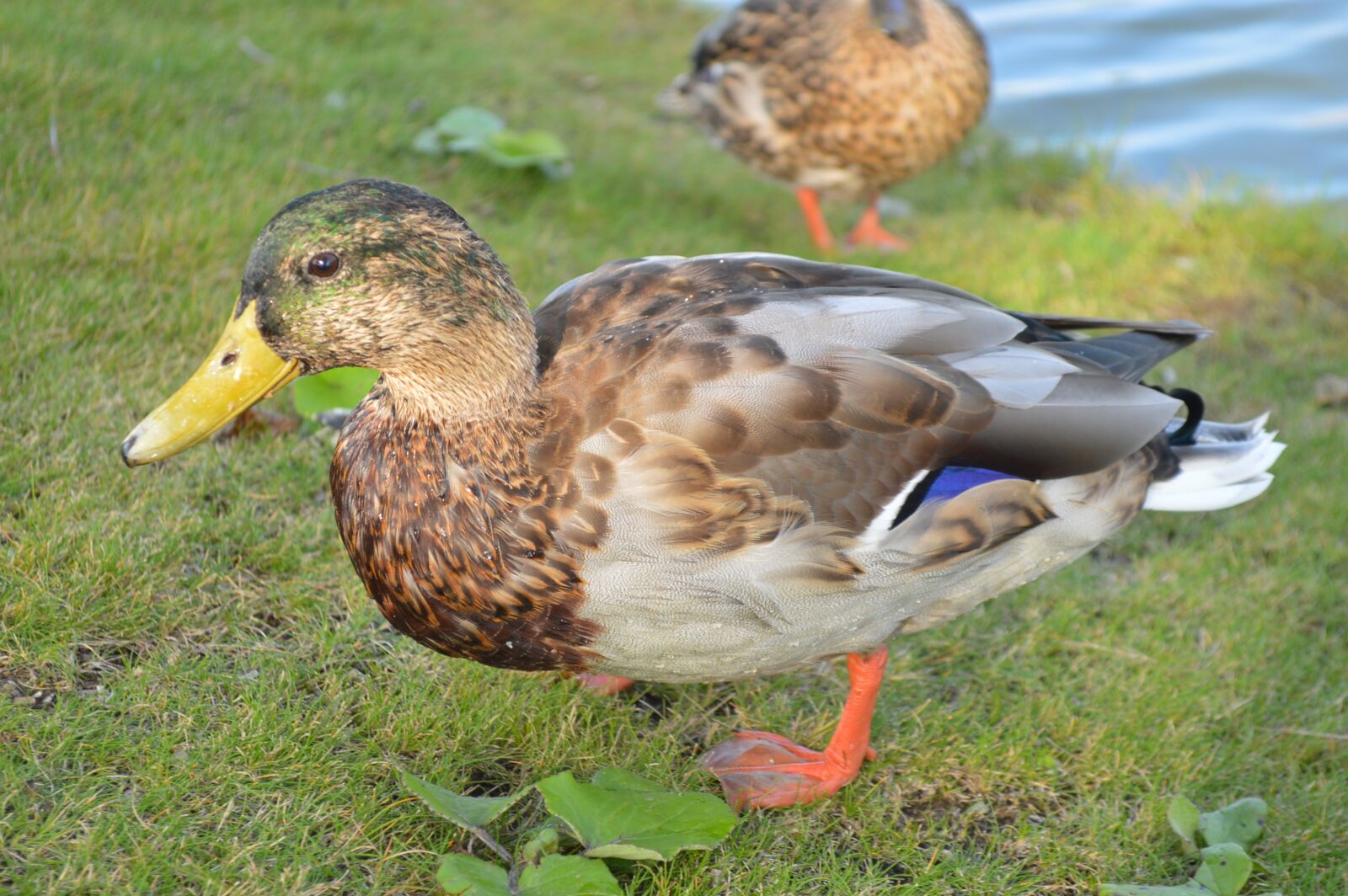 Nikon D3200 sample photo. Duck, close up, water photography