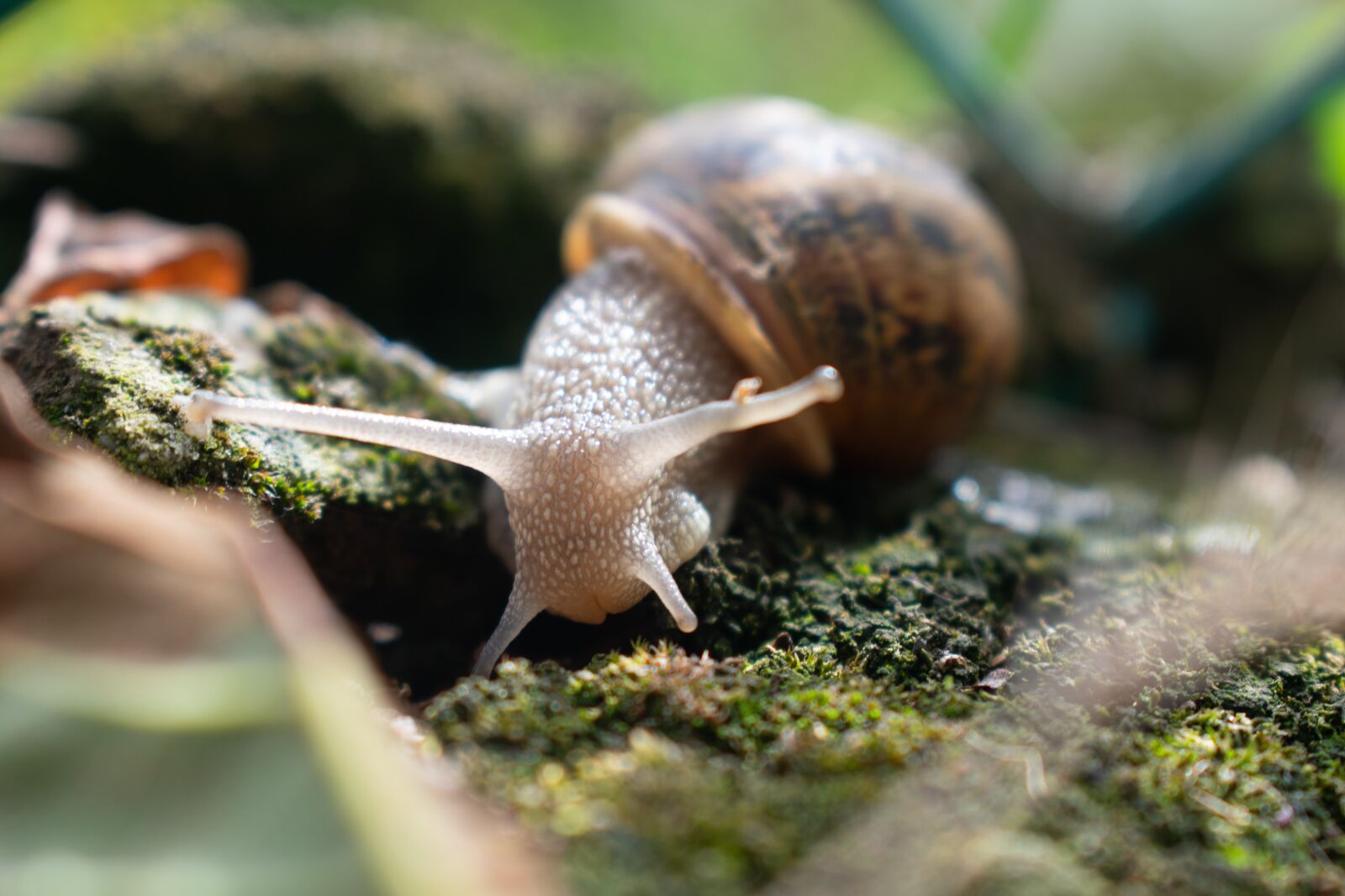 Nikon D3400 sample photo. Snail, nature, molluscum photography