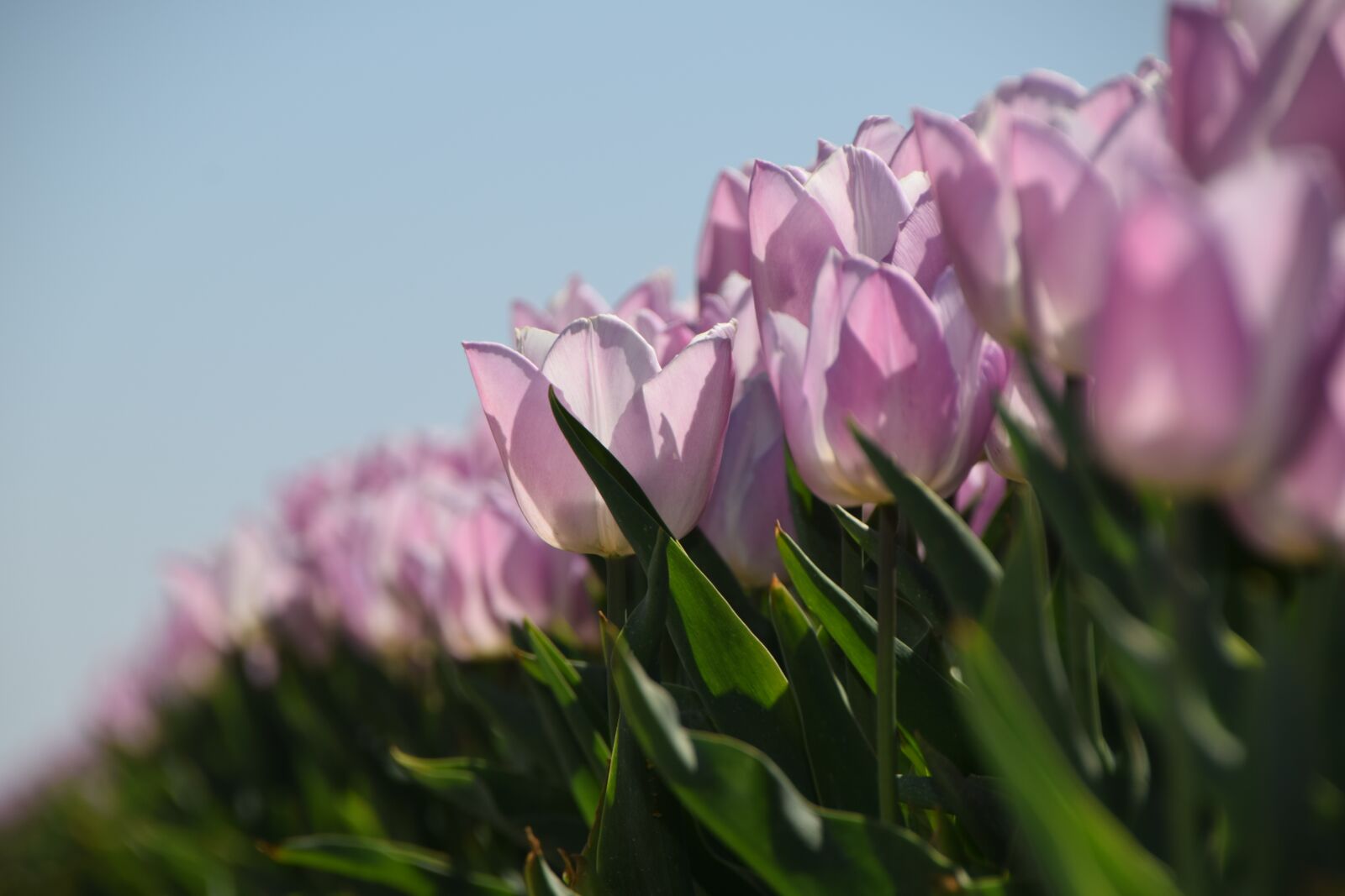 Nikon D3300 sample photo. Tulips, purple, dirksland photography