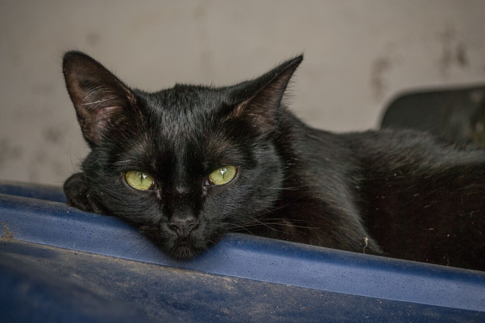 Nikon D3100 sample photo. Cat, black cat, pet photography