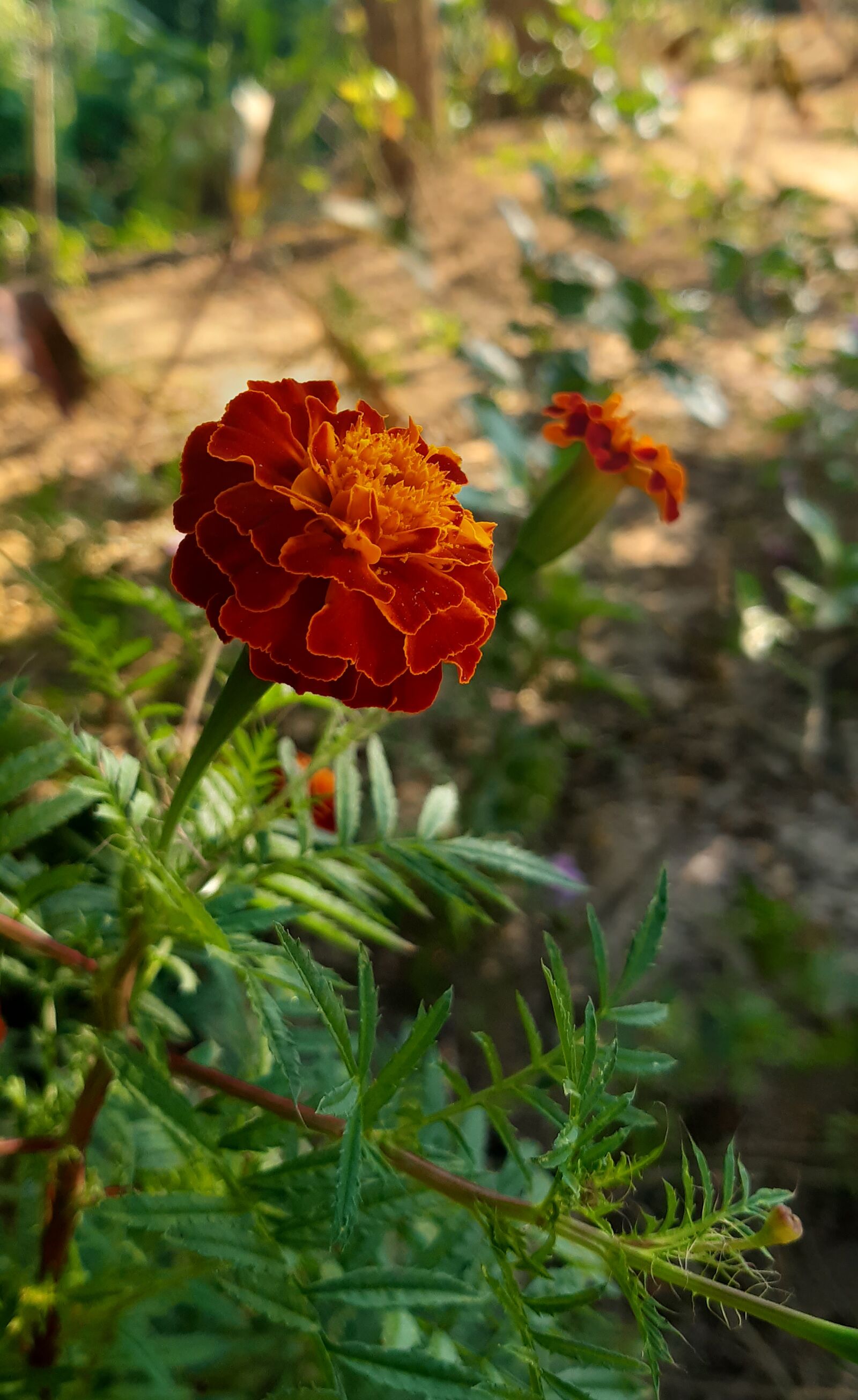 Samsung Galaxy A30 sample photo. Flower, red, rose photography
