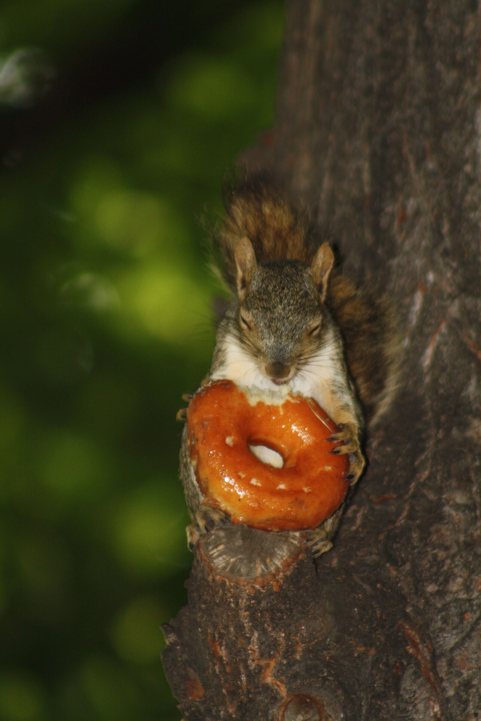Canon EOS 450D (EOS Rebel XSi / EOS Kiss X2) sample photo. Squirrel, donut, animal photography