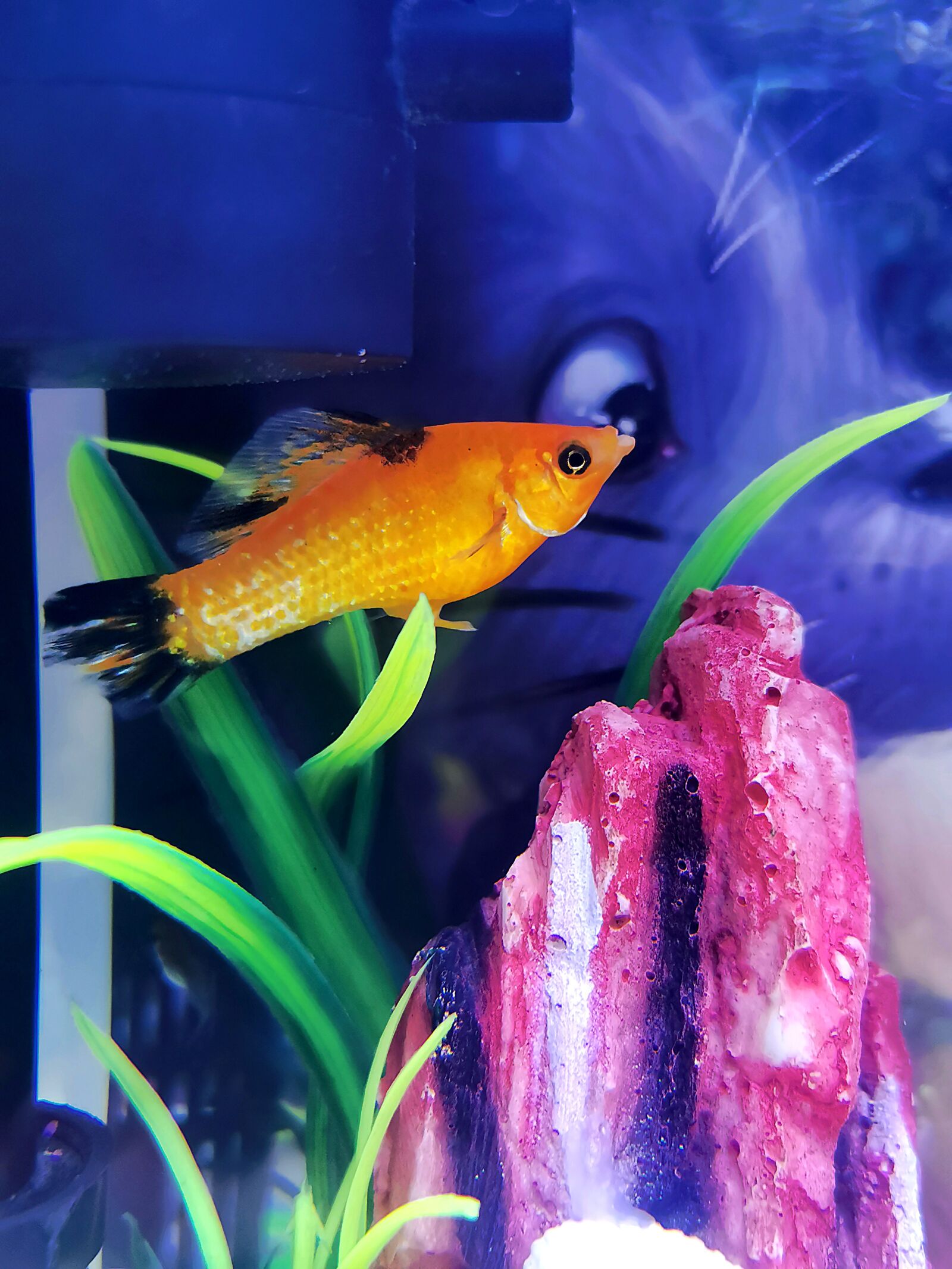 HUAWEI VOG-L29 sample photo