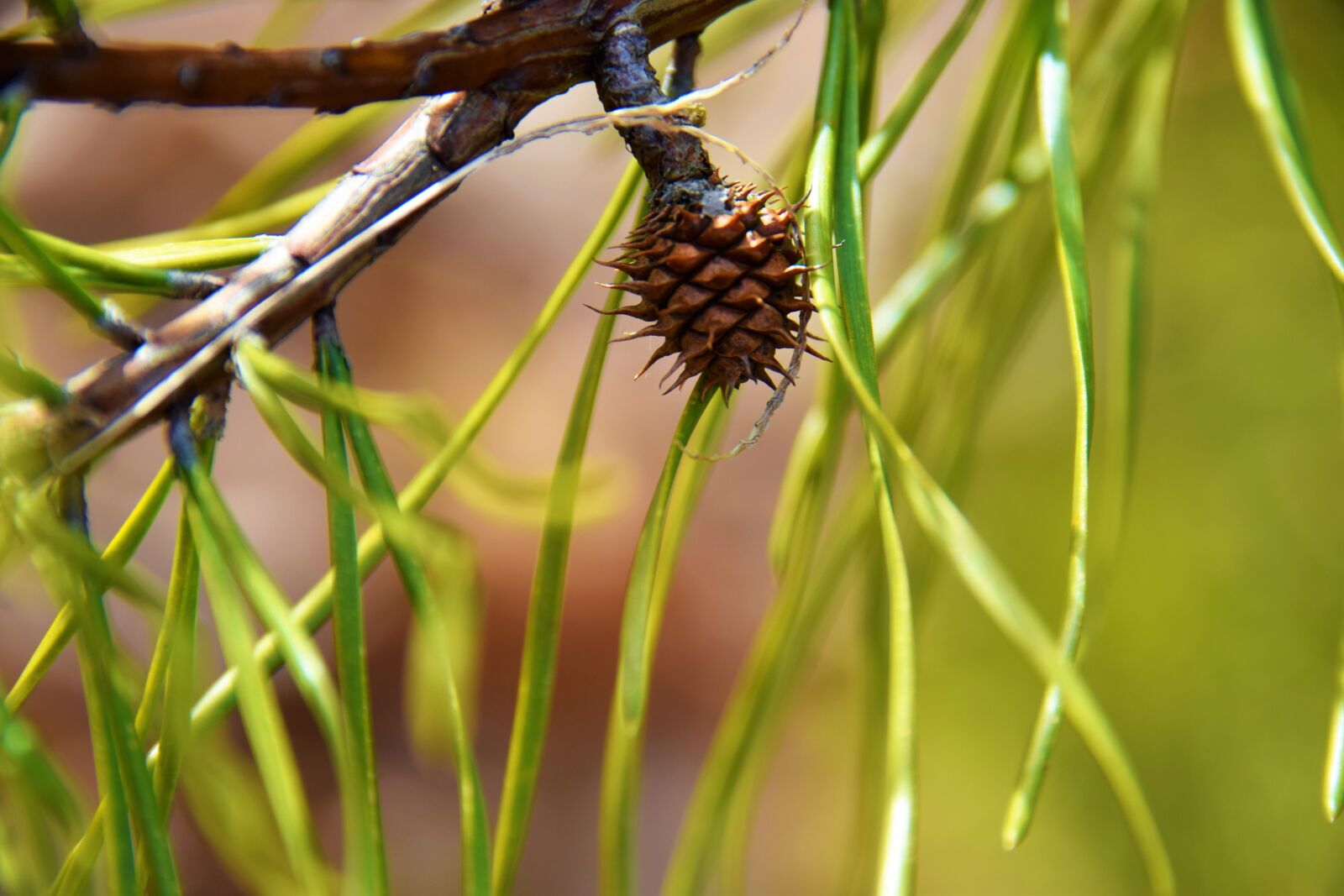 Nikon D5300 sample photo. Pine cone, tiny pinecone photography