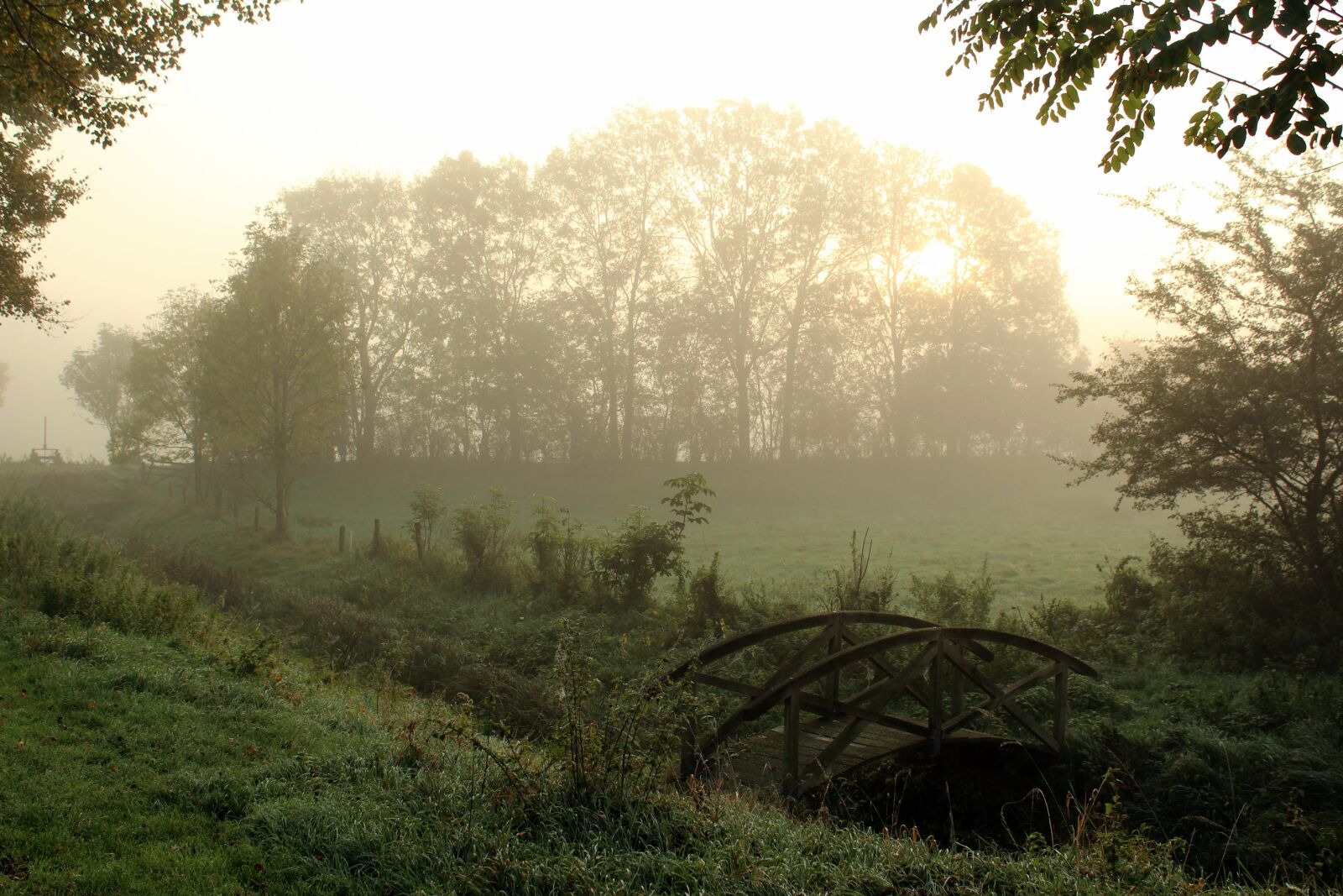 Canon EOS 1300D (EOS Rebel T6 / EOS Kiss X80) sample photo. Fog, morning, haze photography