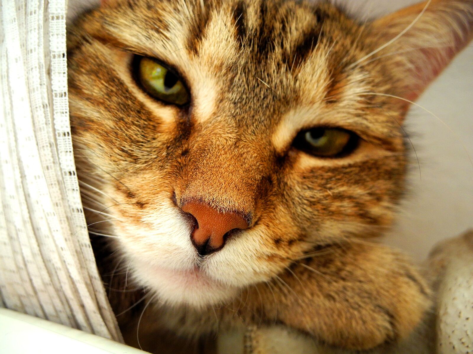 Nikon Coolpix P7000 sample photo. Cat, catlike, cobblestone photography