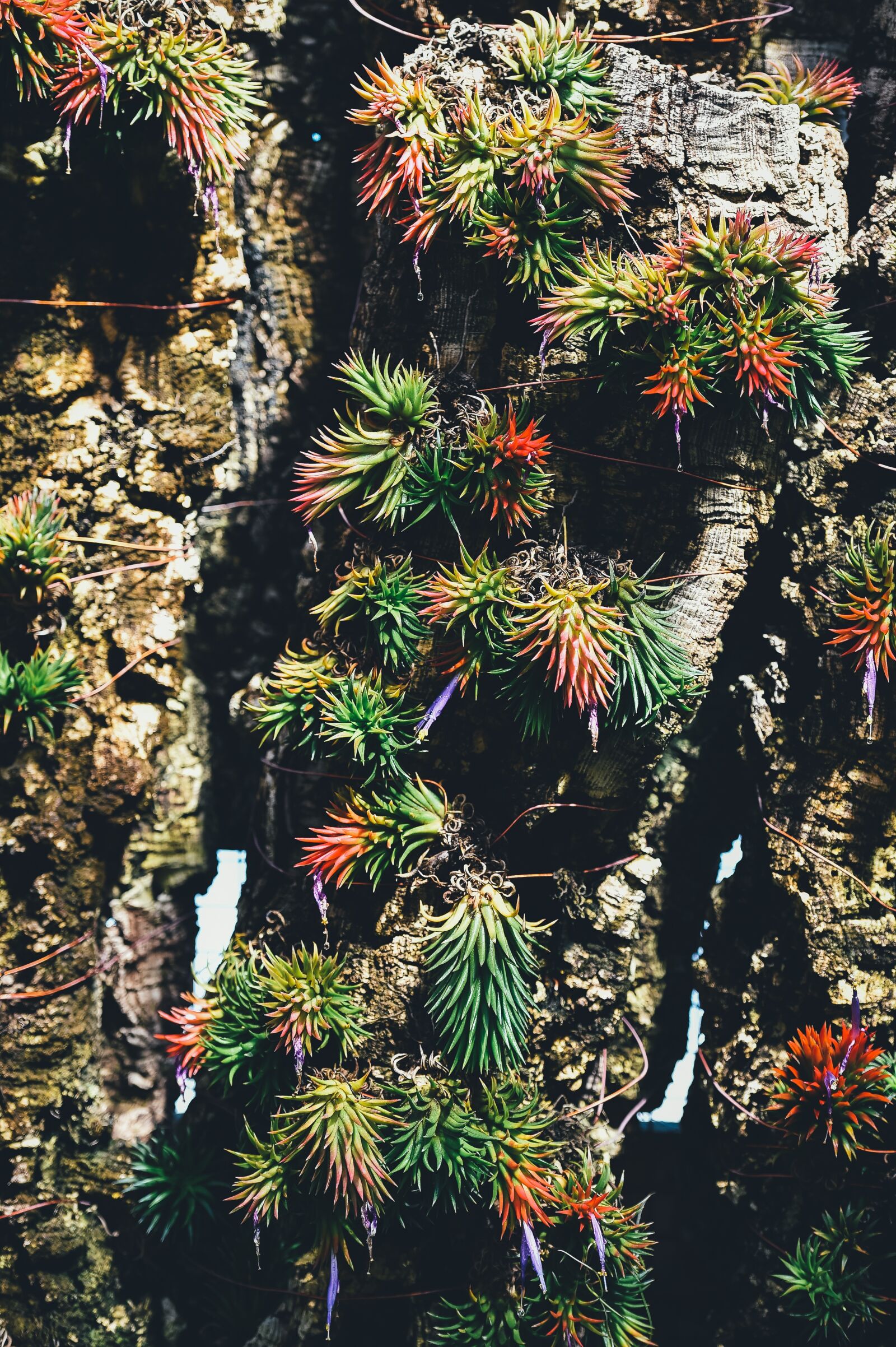 Nikon D4S sample photo. Flowers, nature, plants photography