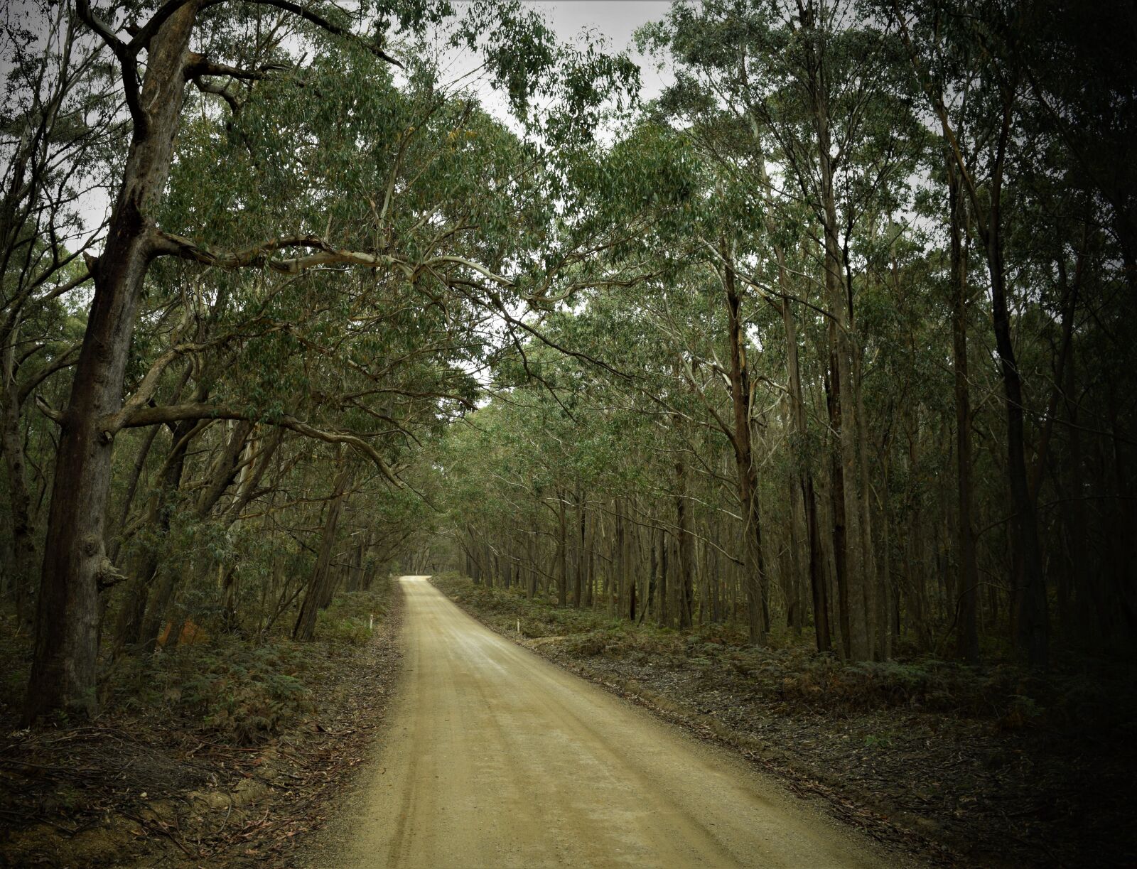 Nikon D3300 sample photo. Tracks photography
