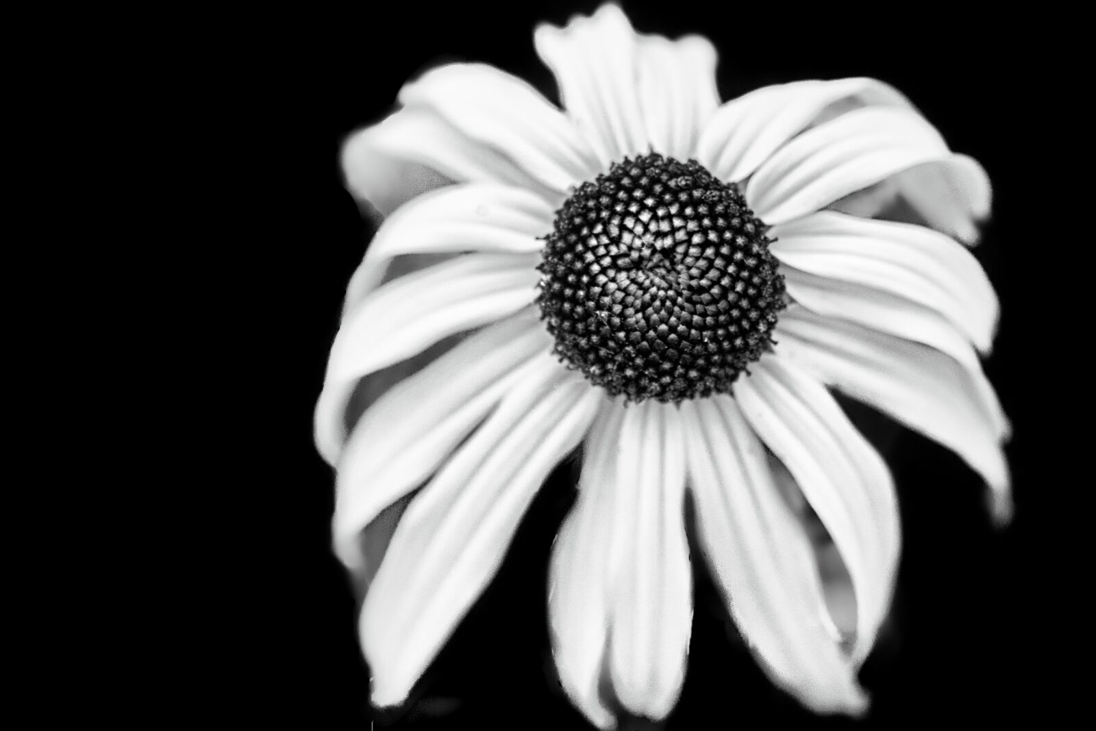 Canon EOS 1100D (EOS Rebel T3 / EOS Kiss X50) sample photo. Nature, bloom, blossom photography