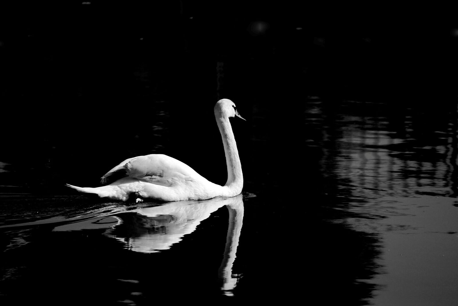 Canon EOS 60D sample photo. Swan, pond, night photography