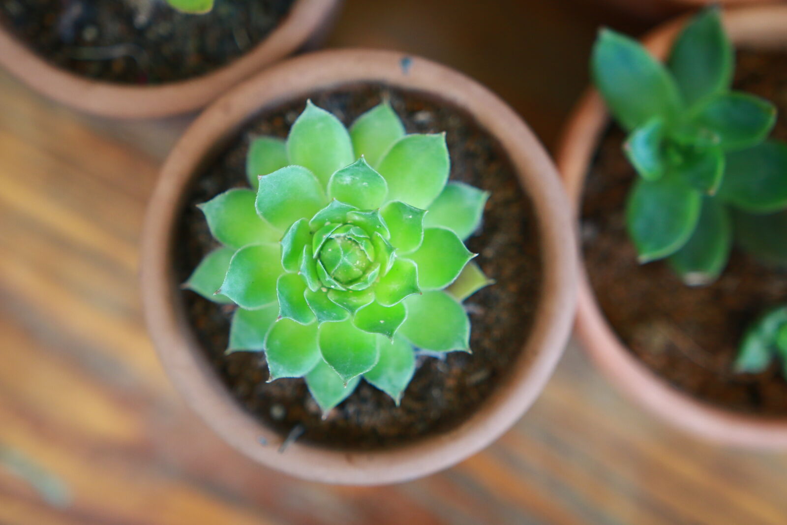 Canon EOS 70D + Sigma 18-35mm f/1.8 DC HSM sample photo. Succulent photography
