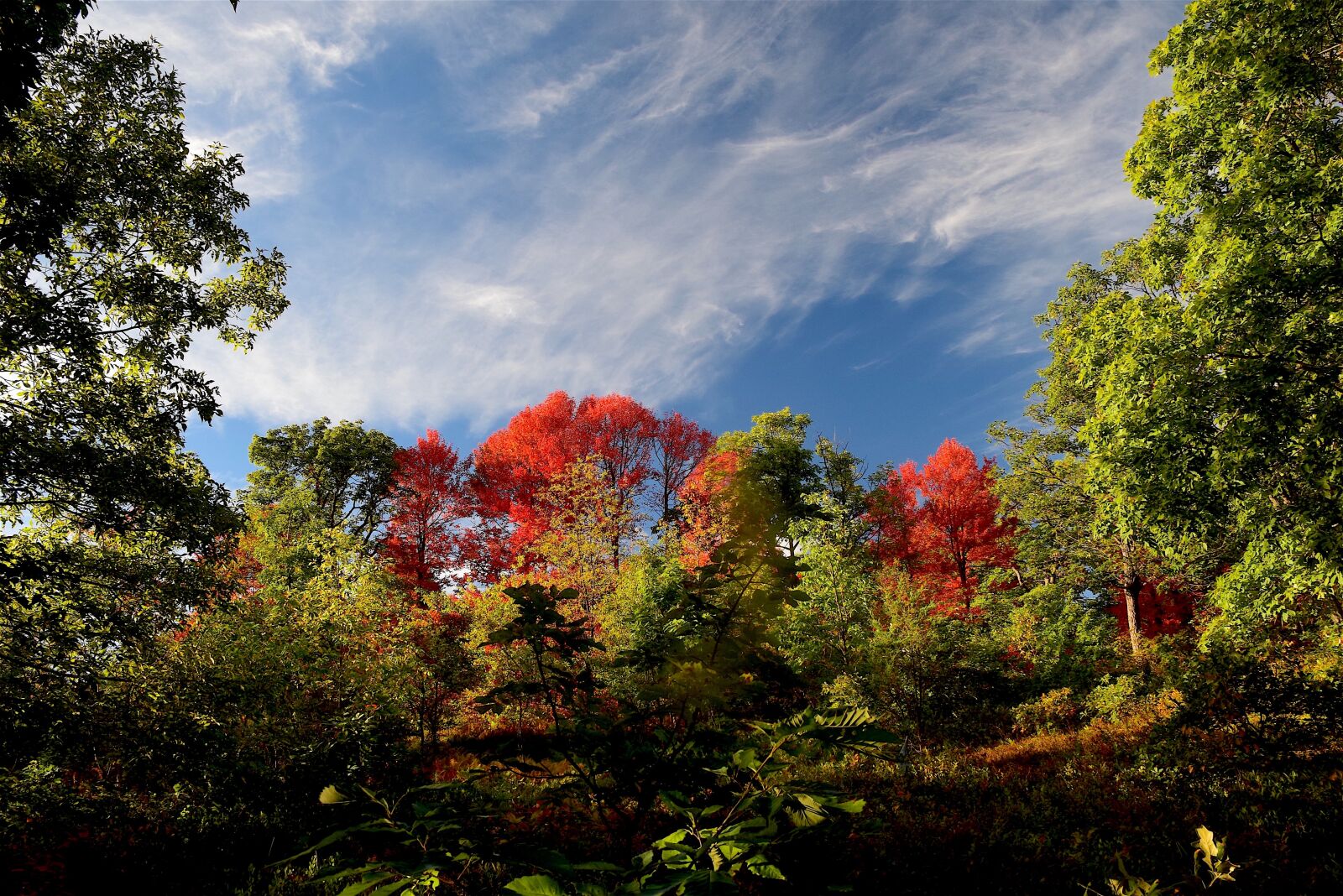 Nikon D3300 sample photo. Trees, foliage, fall photography