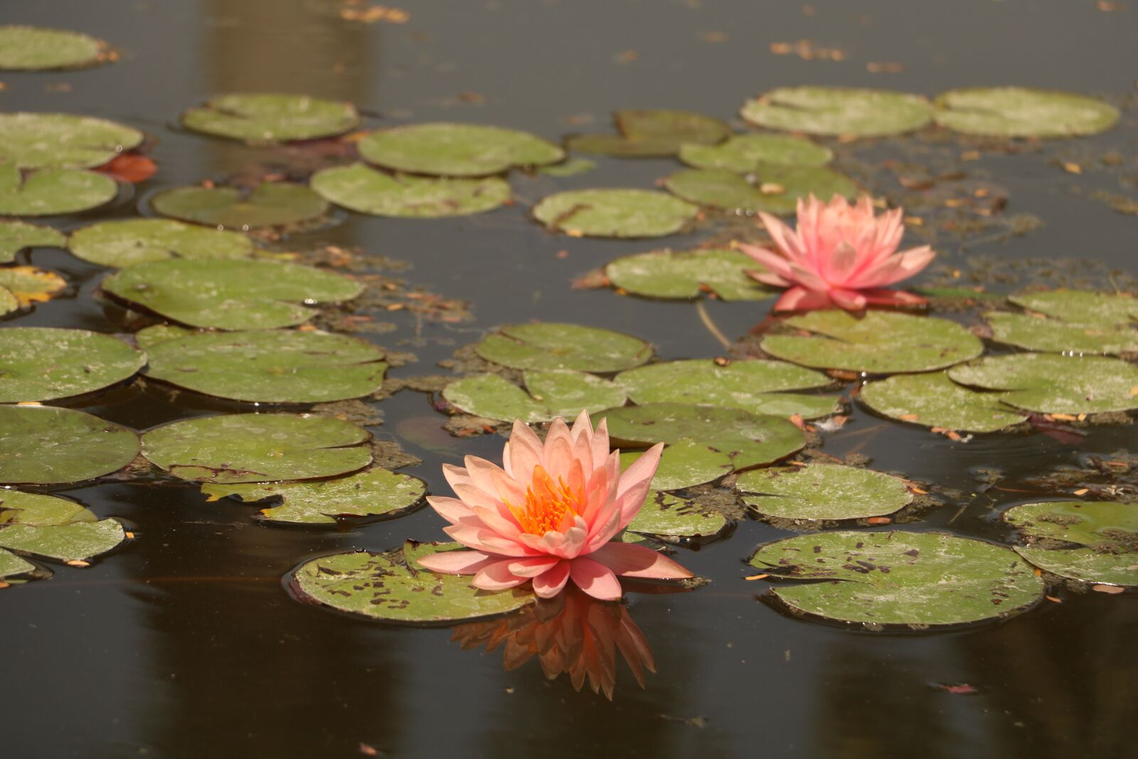 Canon EOS 760D (EOS Rebel T6s / EOS 8000D) sample photo. Pool, lotus, lily photography